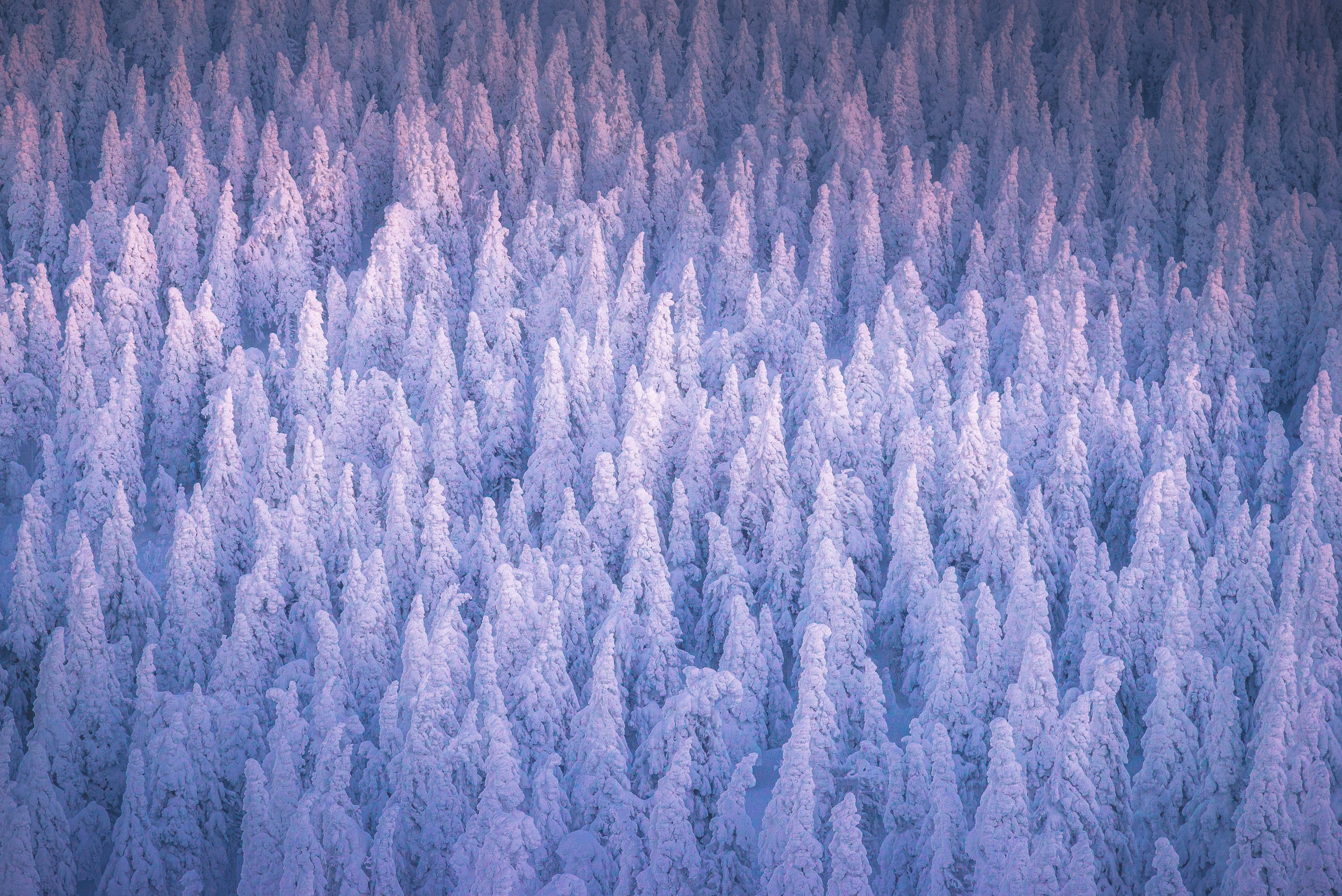 HD wallpaper, 5K, Cold, Russia, Winter Forest, Snow Covered, Frozen Trees