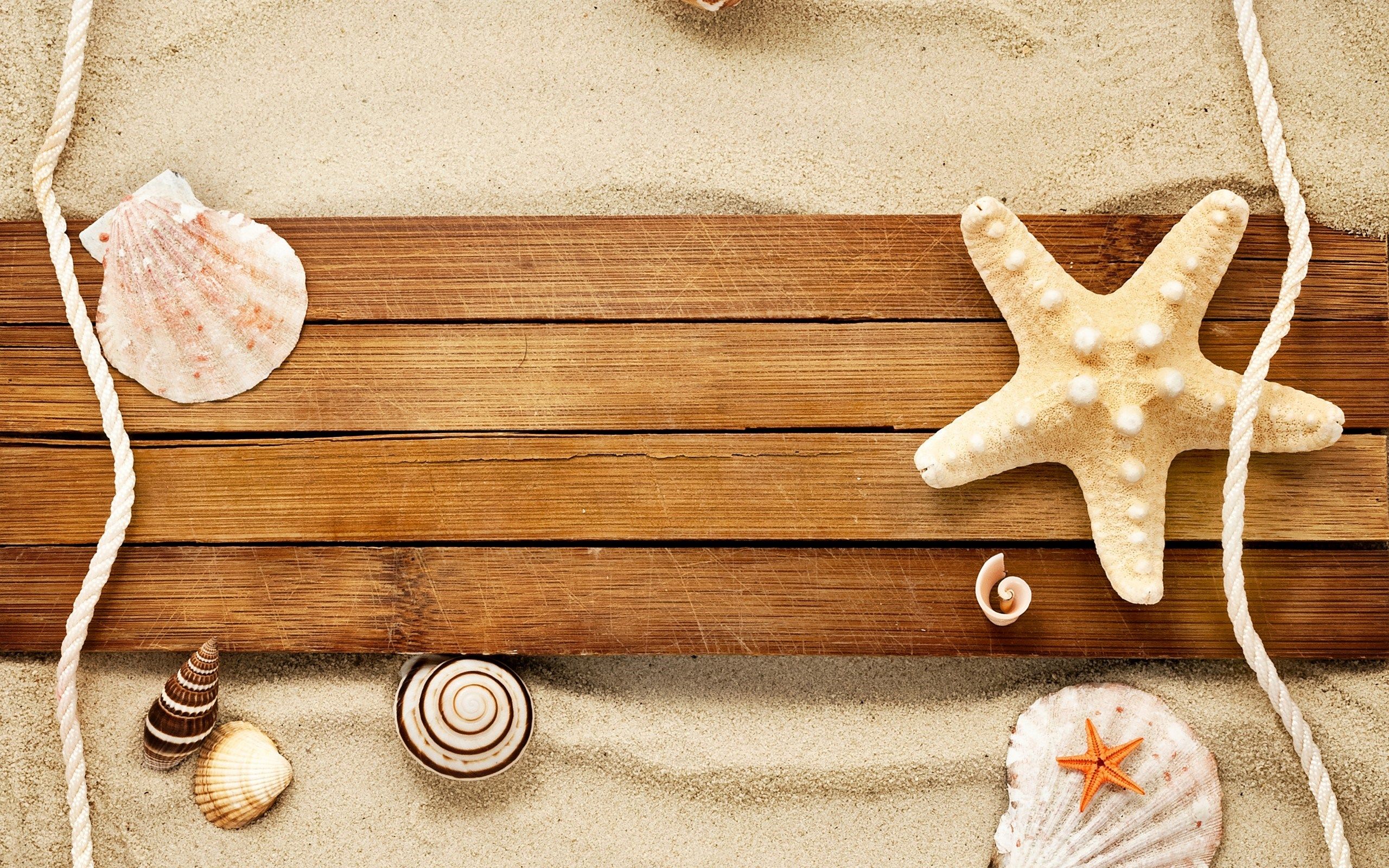 HD wallpaper, Sand, Shells, Beach, Starfish, Snail