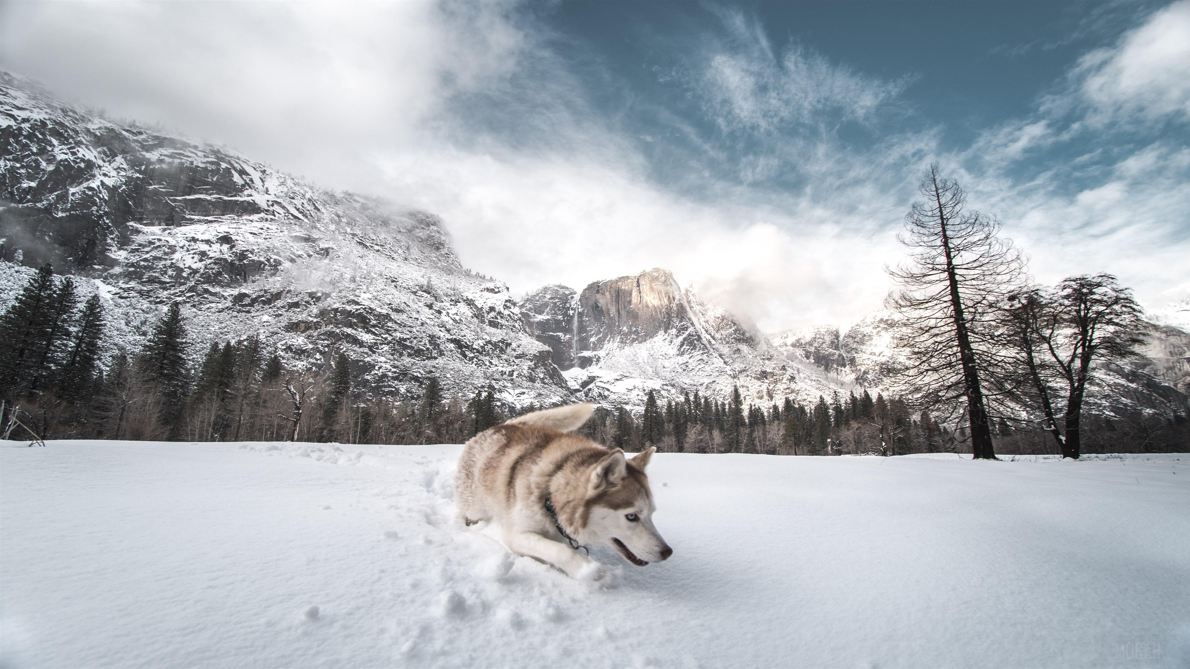 HD wallpaper, Siberian Husky In Snow 4K