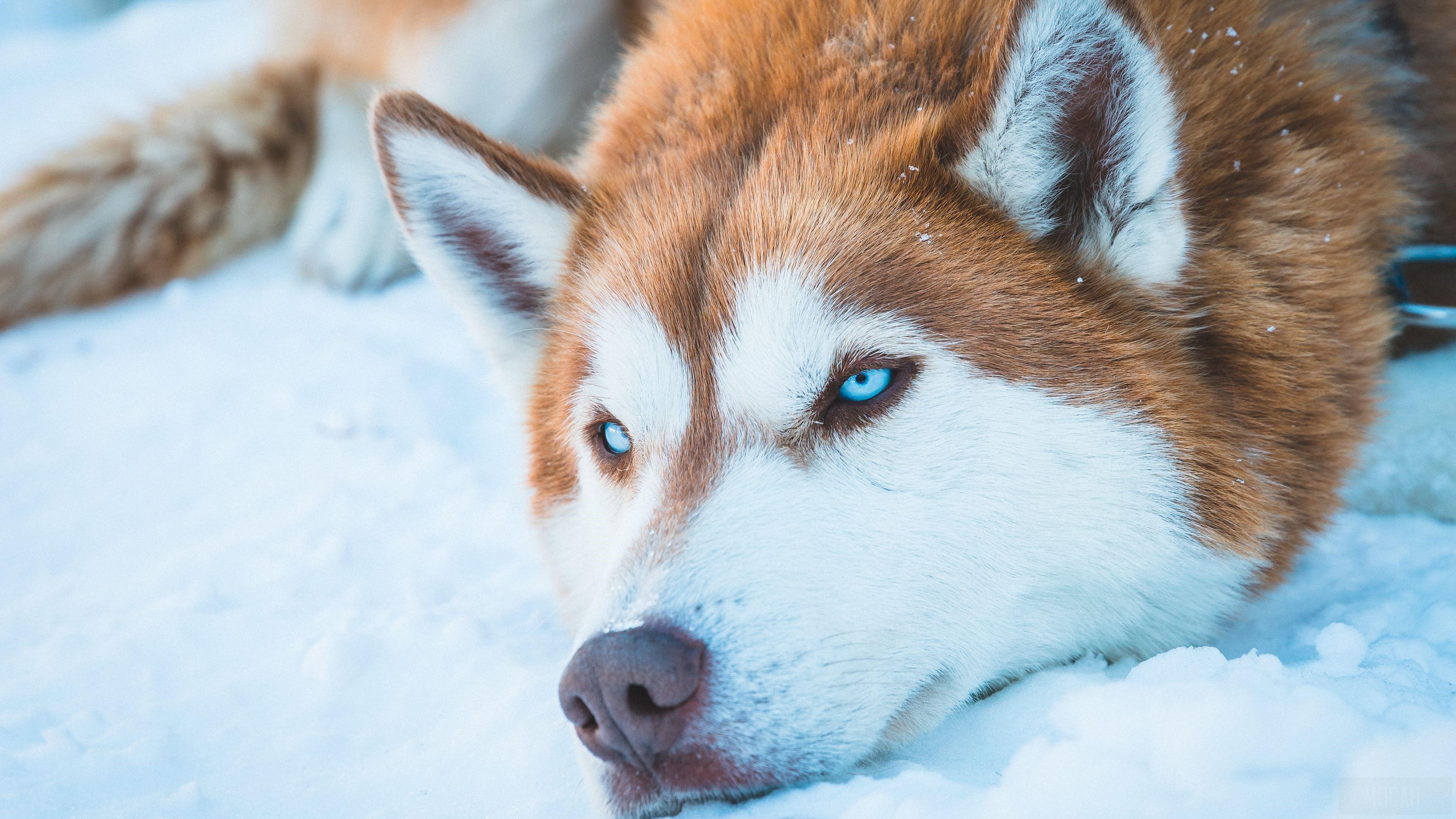 HD wallpaper, Siberian Husky In Snow 4K