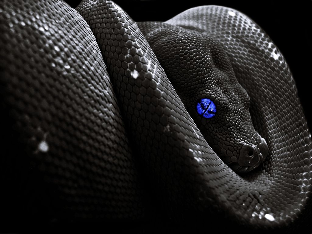 HD wallpaper, Snakes