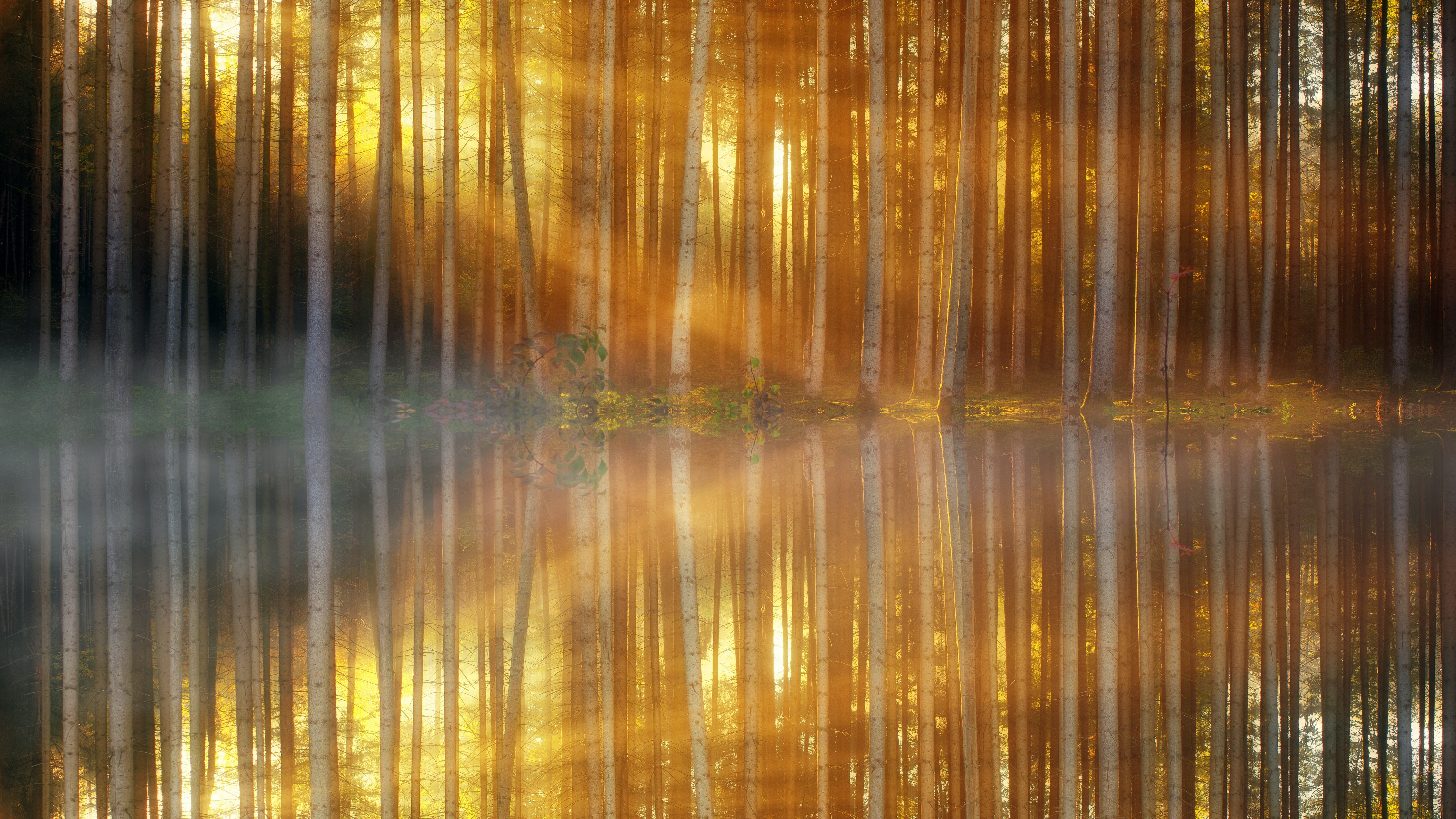 HD wallpaper, Body Of Water, Sunset, Sun Light, Woodland, Mist, Mirror Lake, 5K, Reflection, Forest Trees, Scenic