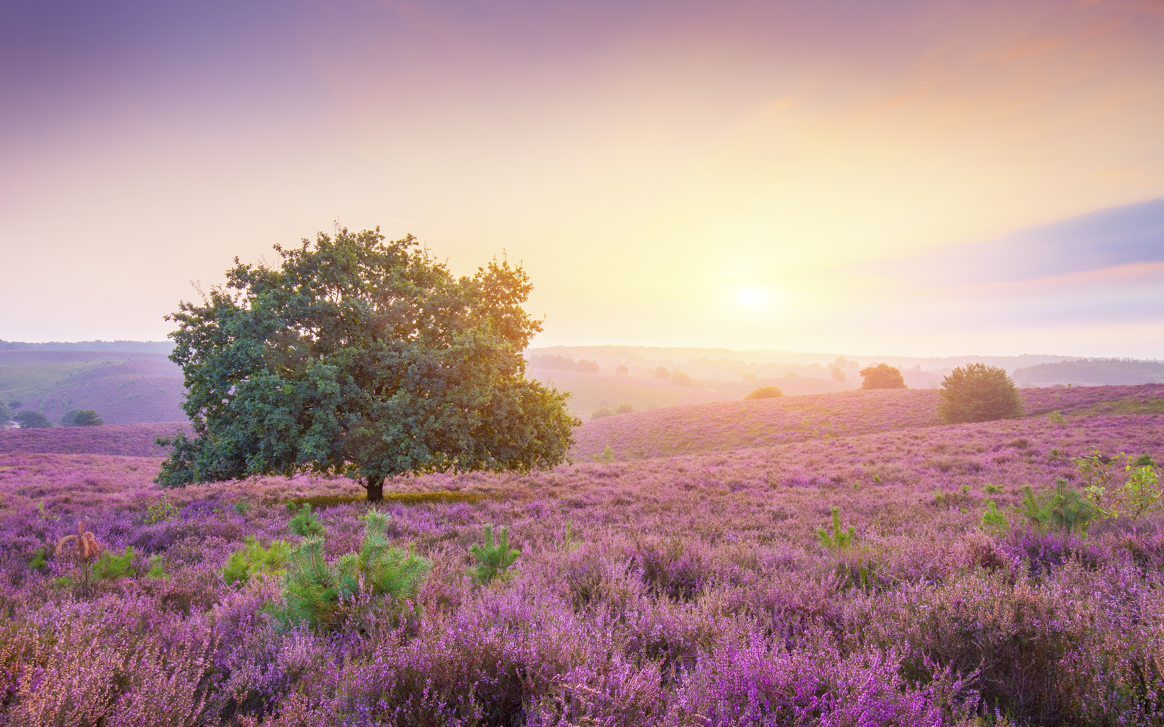 HD wallpaper, Sunrise, Spring, Countryside, Landscape, Purple Heath