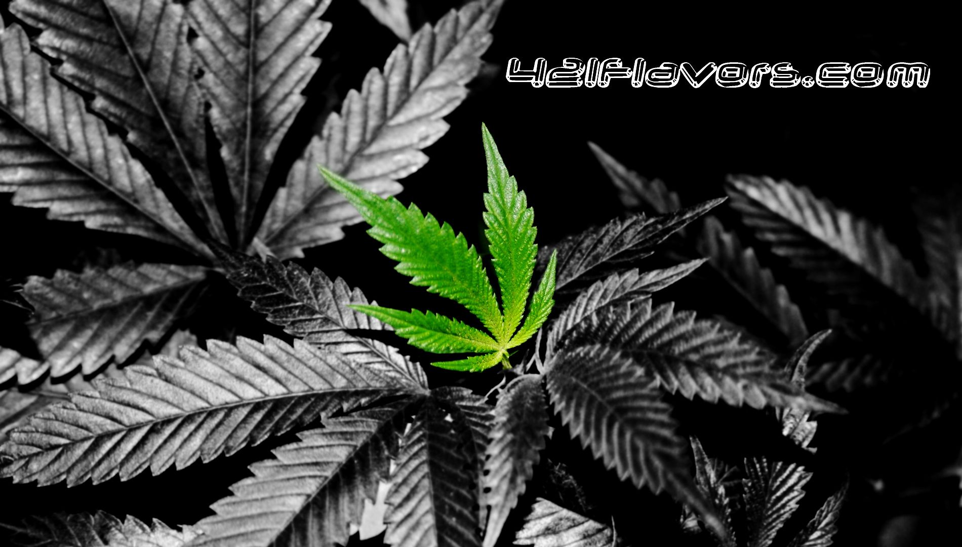 HD wallpaper, Leaves, Weed, Background
