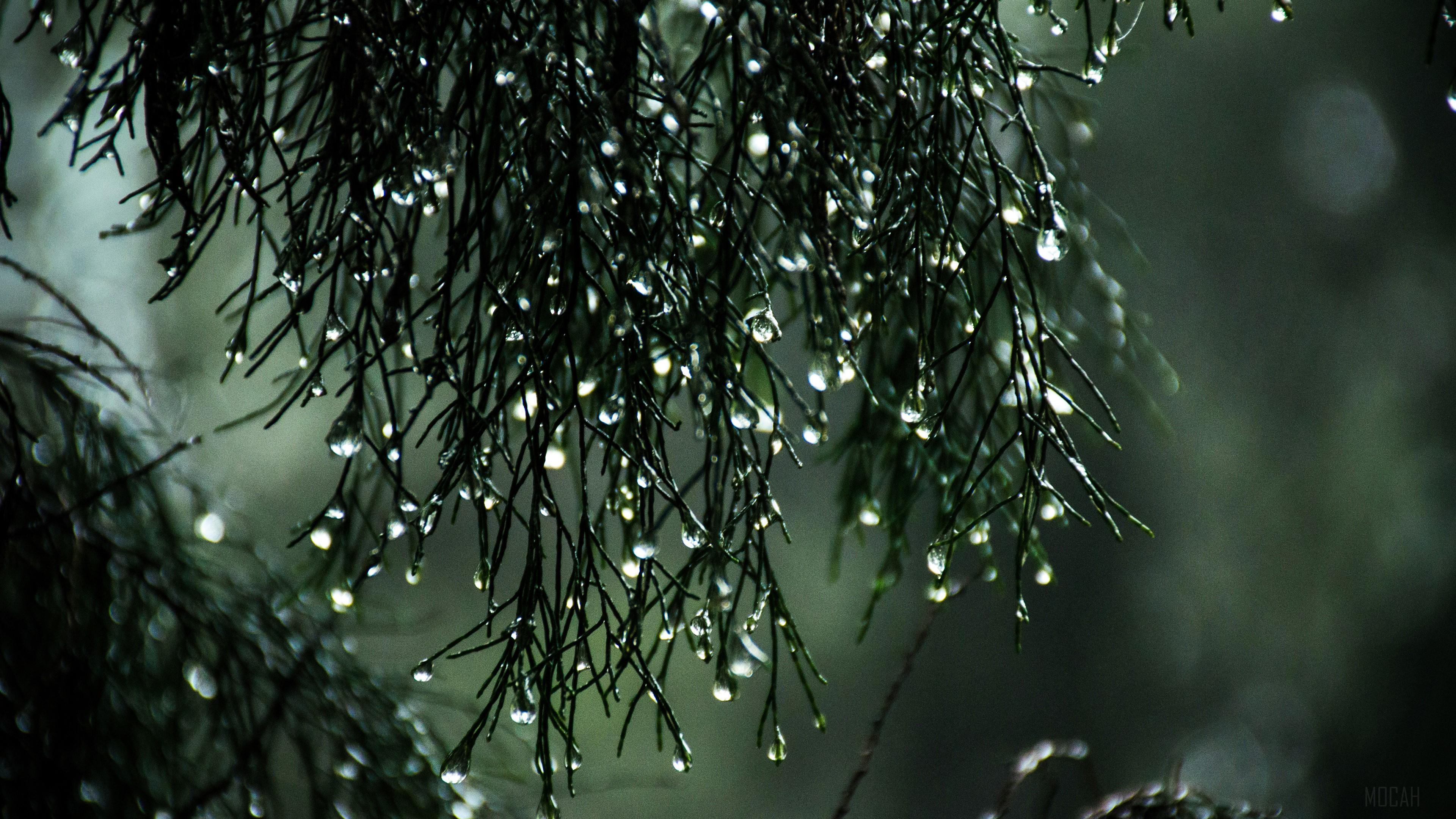 HD wallpaper, Wet Leaves Raindrops Nature 4K