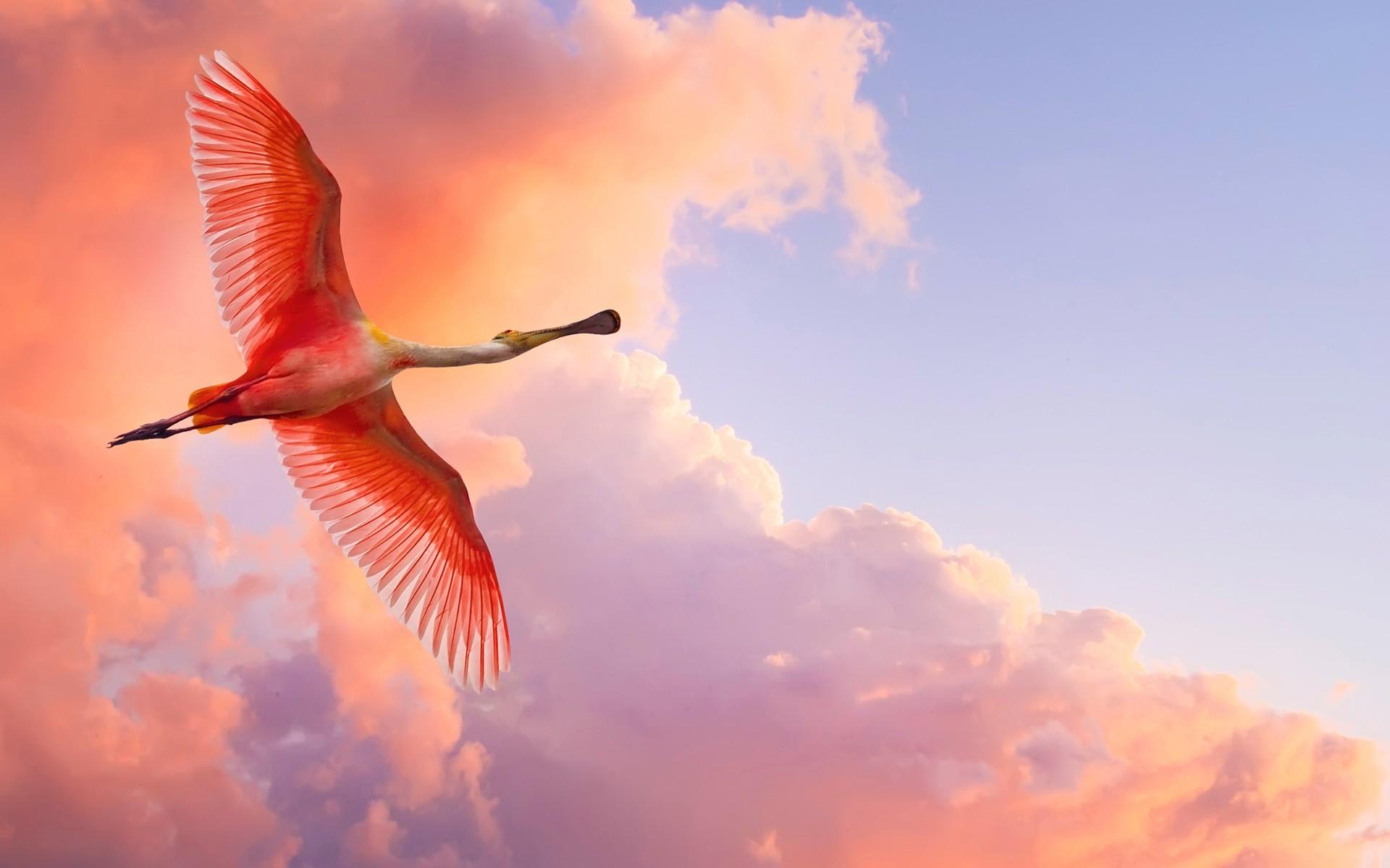 HD wallpaper, Birds, Sky, Wings, Flying, Animals, Clouds, Nature