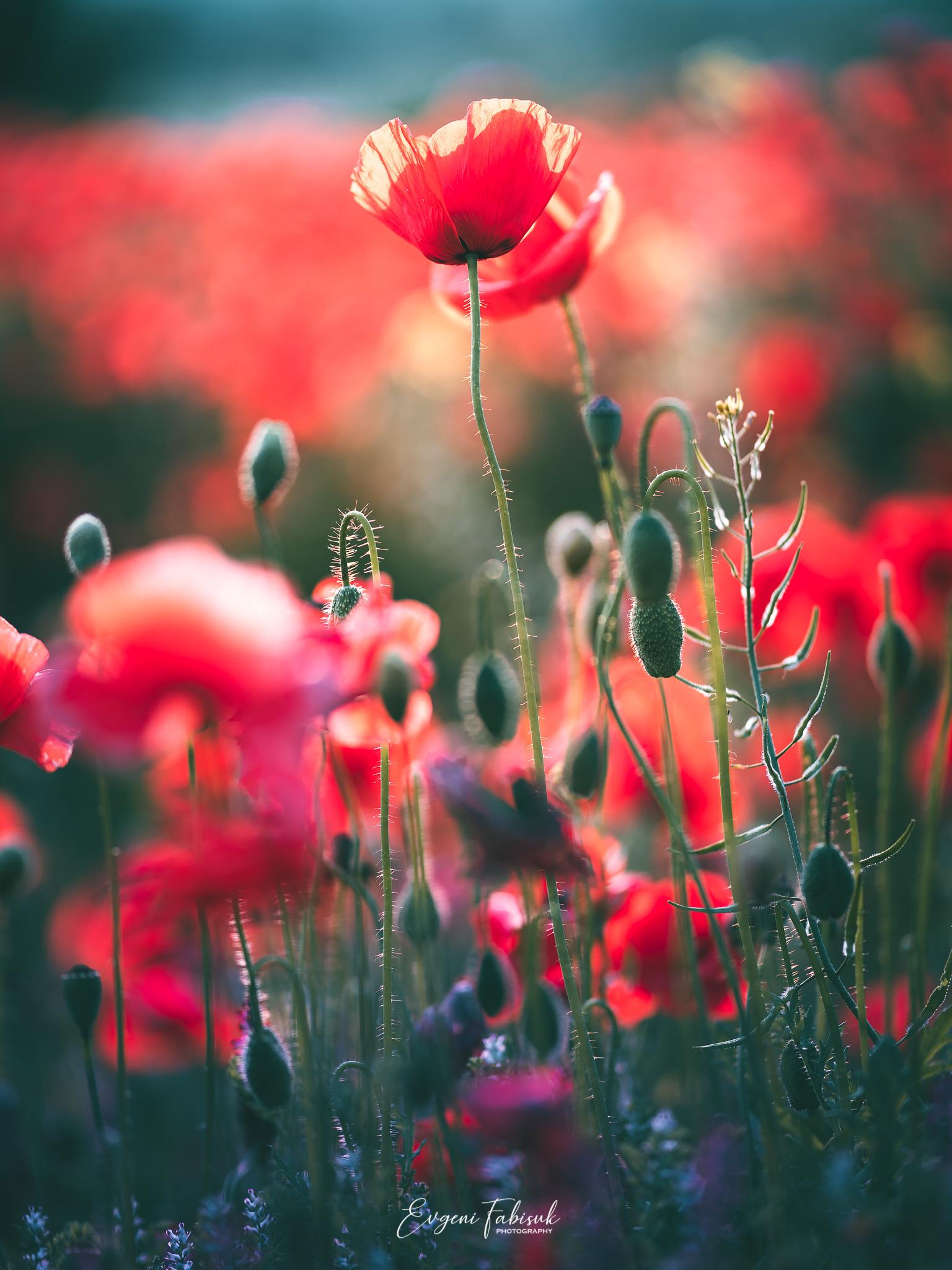 HD wallpaper, Evgeni Fabisuk, Leaves, Nature, Grass, Red, Field, Landscape, Green, Photography, Poppies, Flowers, Plants