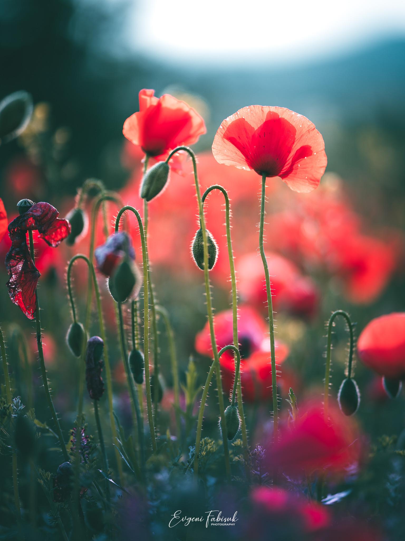 HD wallpaper, Grass, Landscape, Red, Photography, Field, Plants, Leaves, Green, Flowers, Nature, Poppies, Evgeni Fabisuk