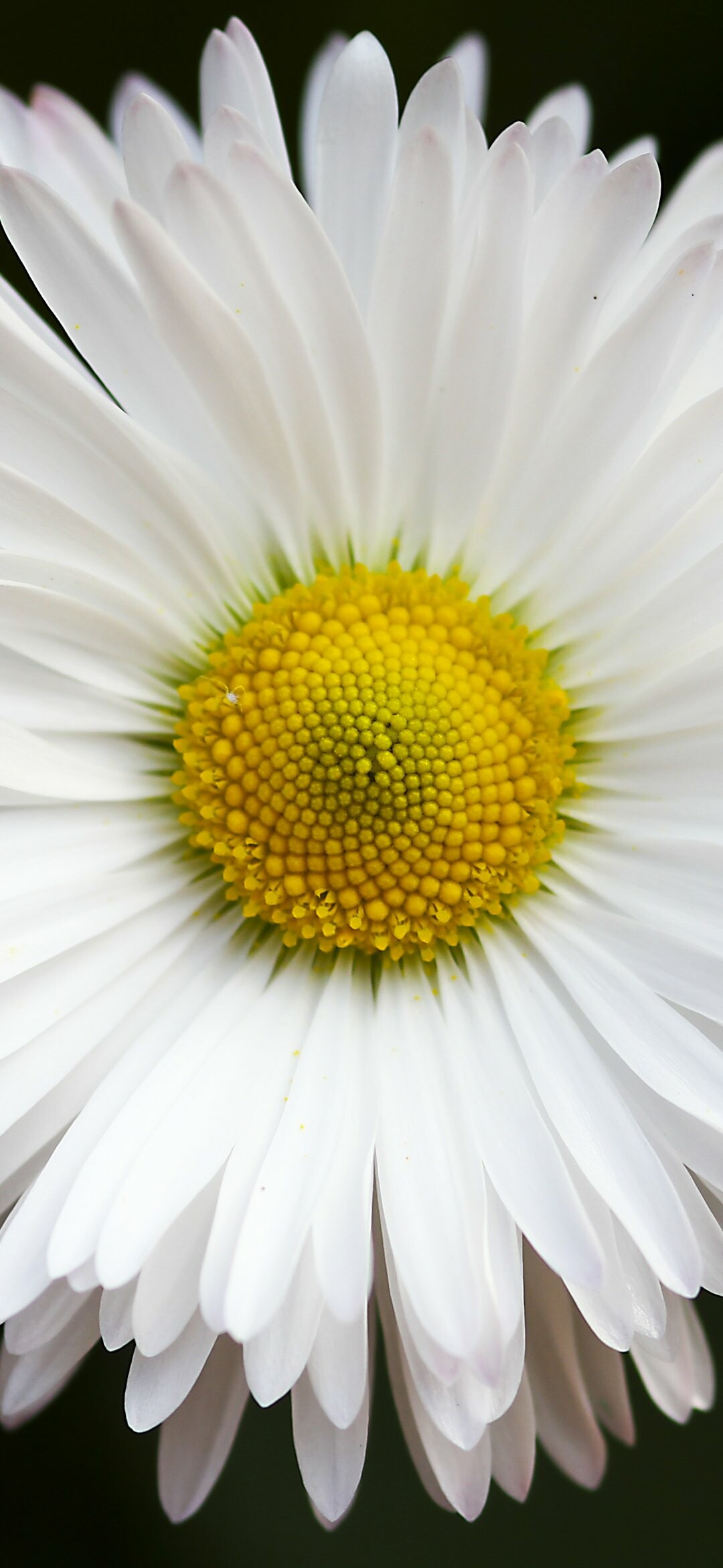 HD wallpaper, 1080X2340 Hd Phone, Natural Serenity, Blooming Flora, Mobile Hd Daisy Background Image, Daisy Flower