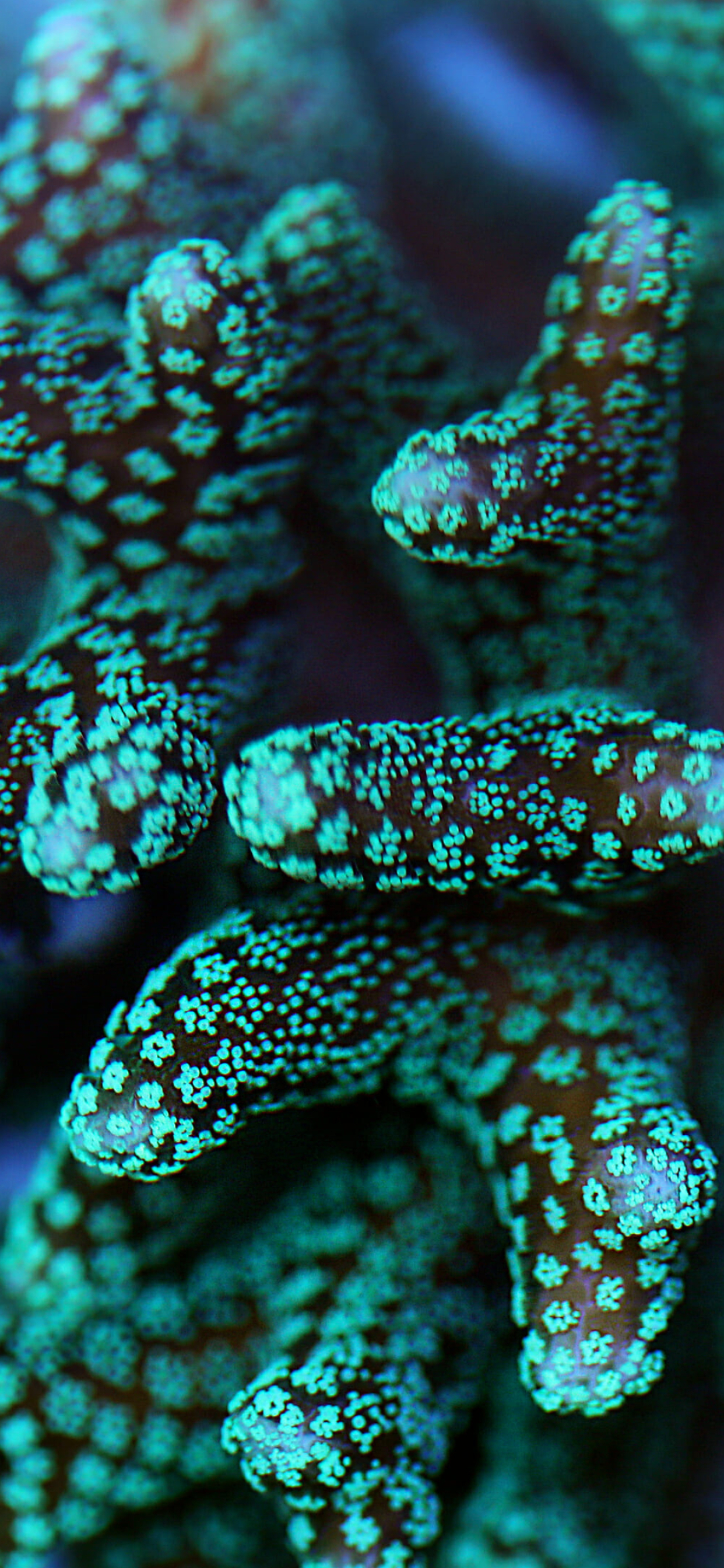 HD wallpaper, Samsung Hd Coral Wallpaper, Georgia Aquarium Tribute, 1250X2690 Hd Phone, Ocean Conservation, Underwater Appreciation, Coral Reef Awareness