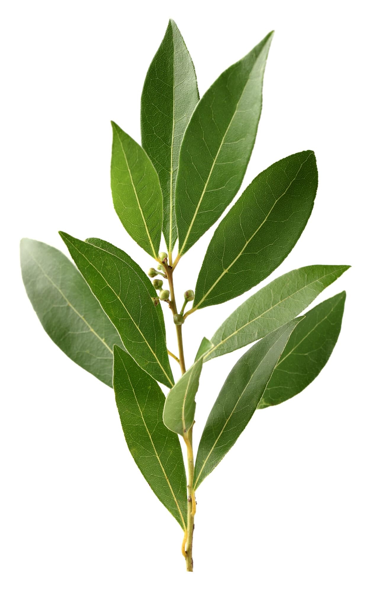 HD wallpaper, Harvesting, Plant Growth, Bay Leaves, Phone Hd Bay Leaves Background Image, Usage, 1260X2050 Hd Phone