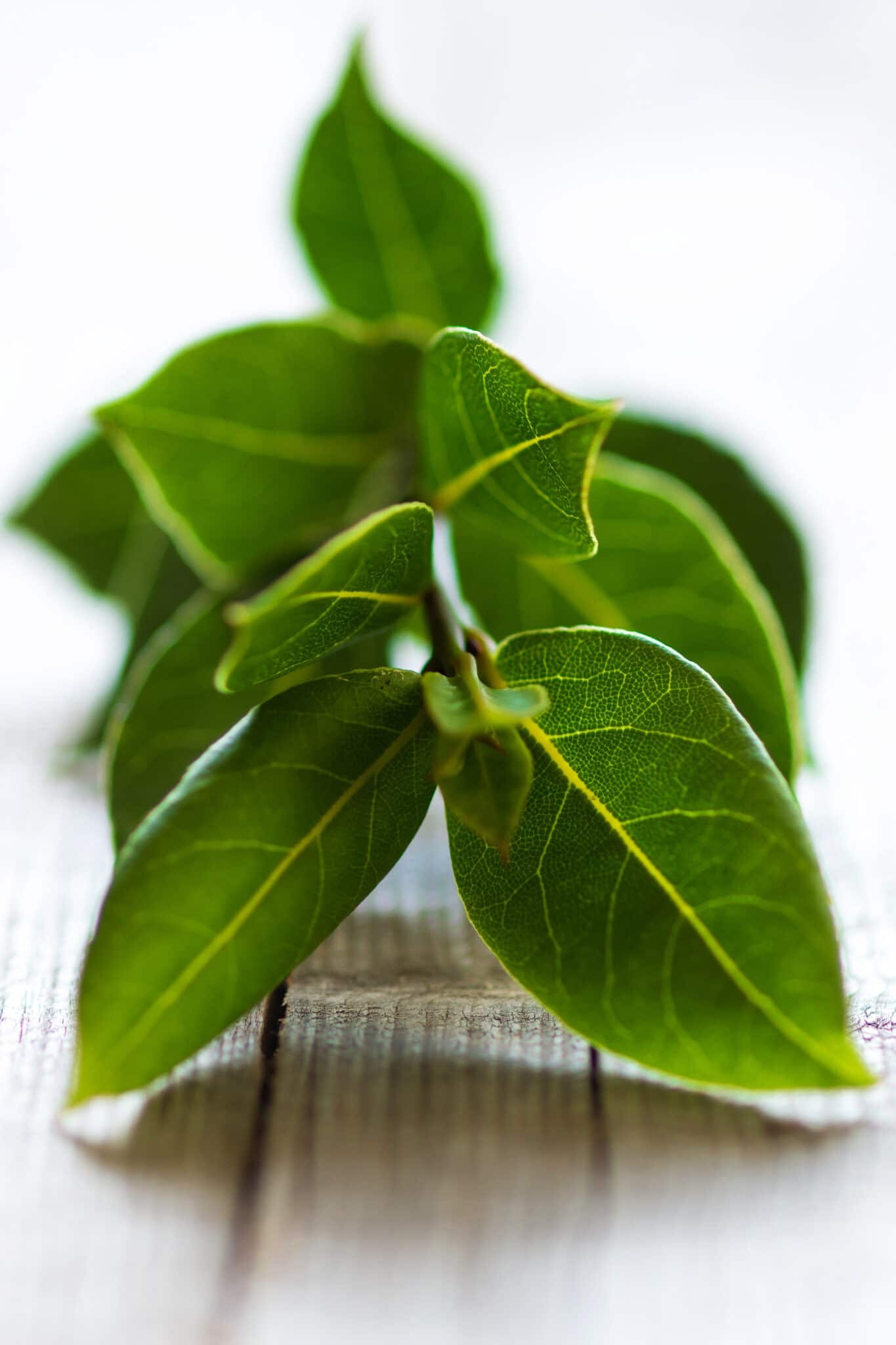 HD wallpaper, Usage, Phone Hd Bay Leaves Background Image, 1370X2050 Hd Phone, Bay Leaves, Plant Growth, Harvesting