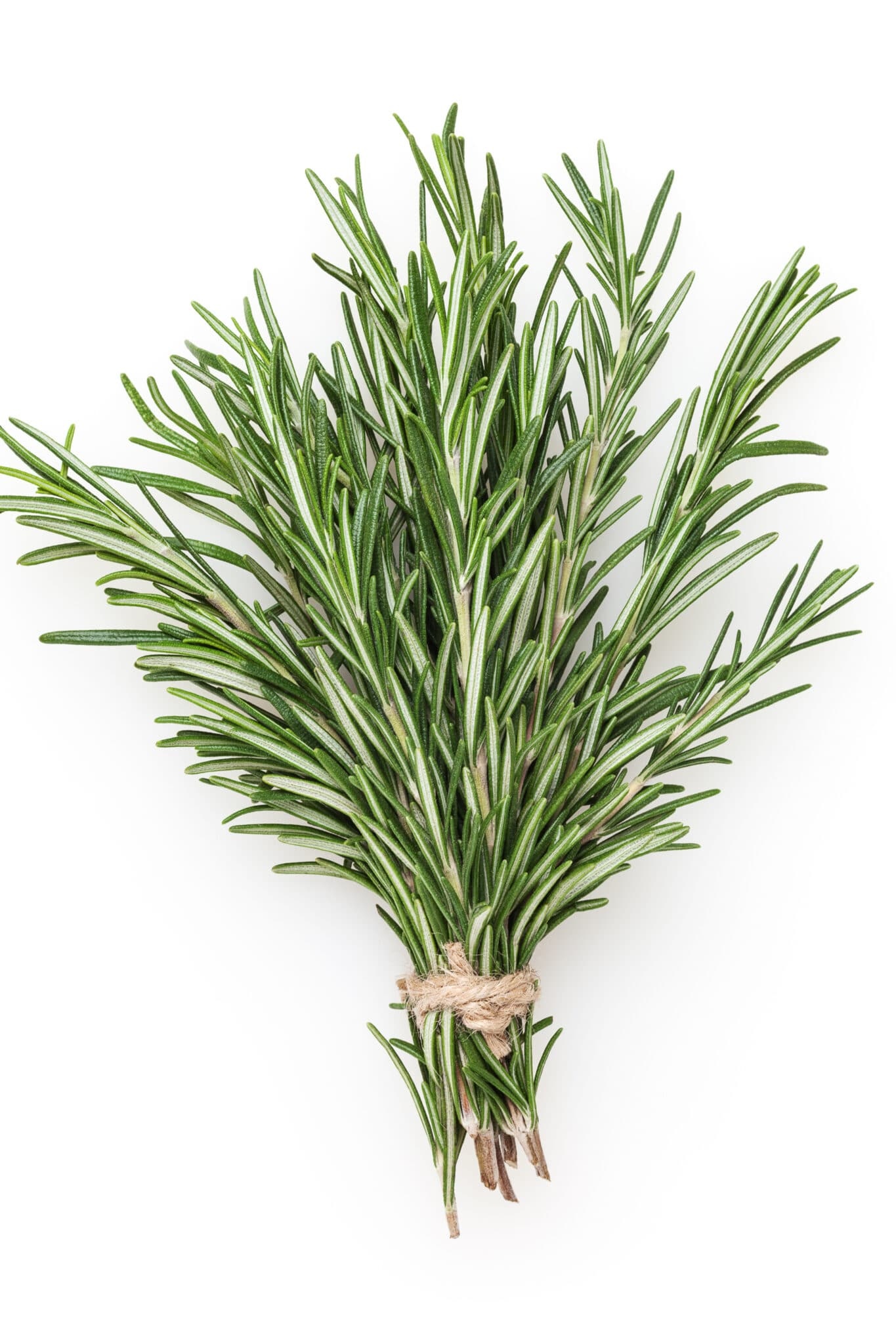 HD wallpaper, 1370X2050 Hd Phone, Harvest And Use, How To Grow, Rosemary, Mobile Hd Rosemary Herb Background Image, Rosemary Plants
