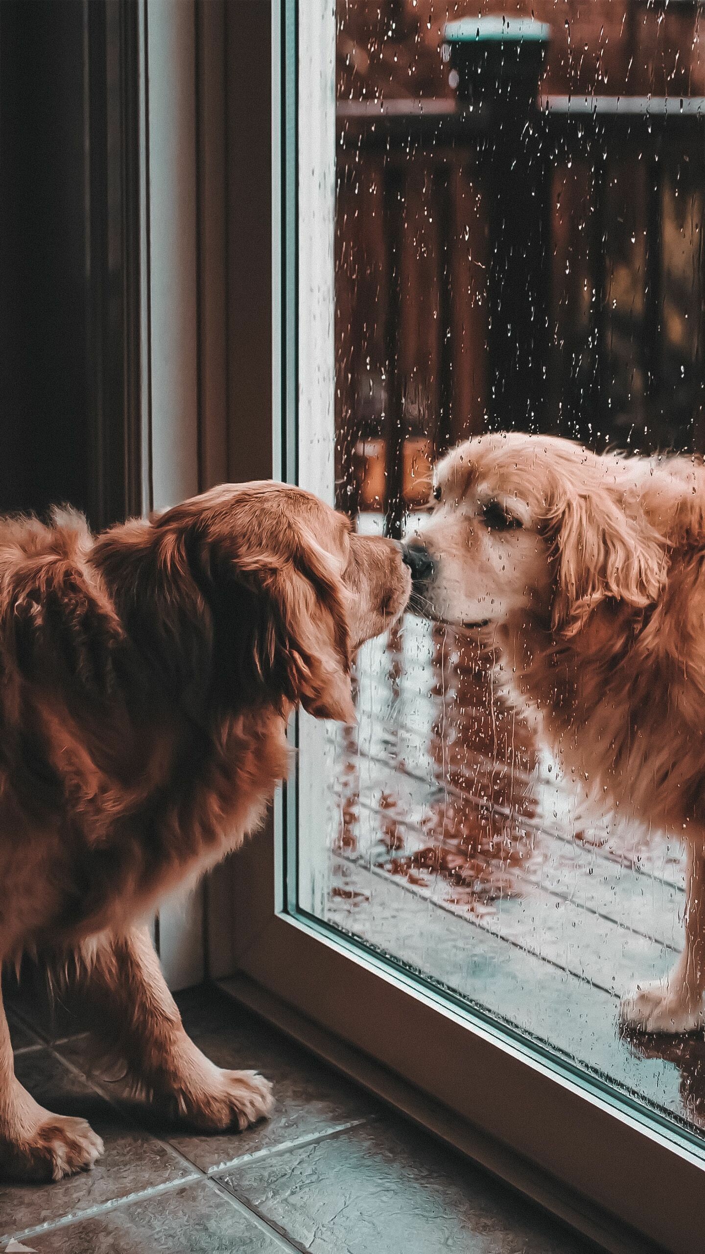 HD wallpaper, Cute Dog Wallpaper, 2020 Wallpapers, Wholesome And Delightful, Best Wallpapers Collection, 1440X2570 Hd Phone, Samsung Hd Golden Retriever Wallpaper Image