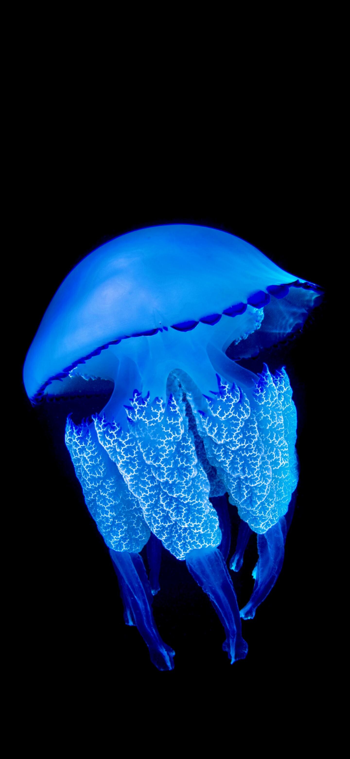 HD wallpaper, Background Perfection, Refined Beauty, Iphone Hd Glowing Jellyfish Background Image, Marvelous Jellyfish, 1440X3120 Hd Phone, Captivating Creatures