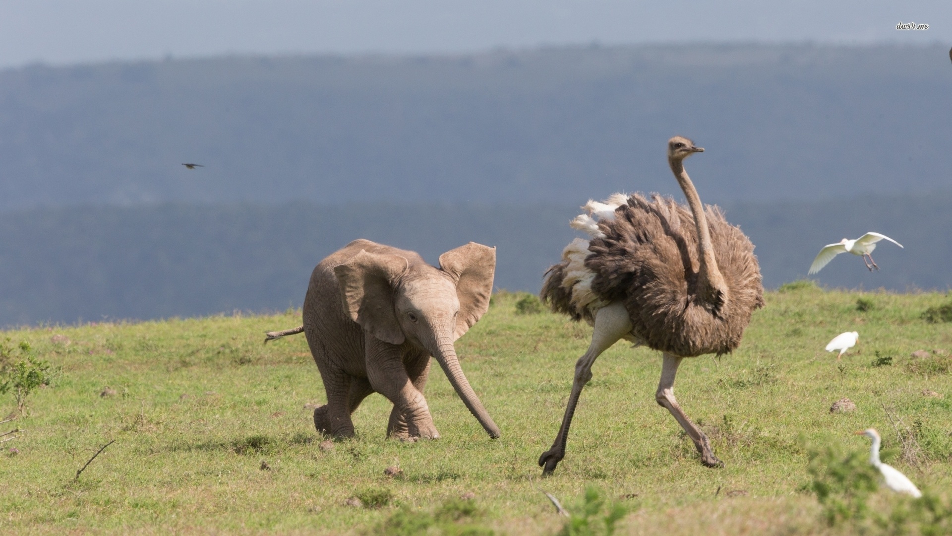 HD wallpaper, Animal Hq Ostriches, Posted By Christopher Sellers, Desktop Full Hd Ostrich Wallpaper Photo, Ostrich Wallpapers, 1920X1080 Full Hd Desktop, Feathered Giants