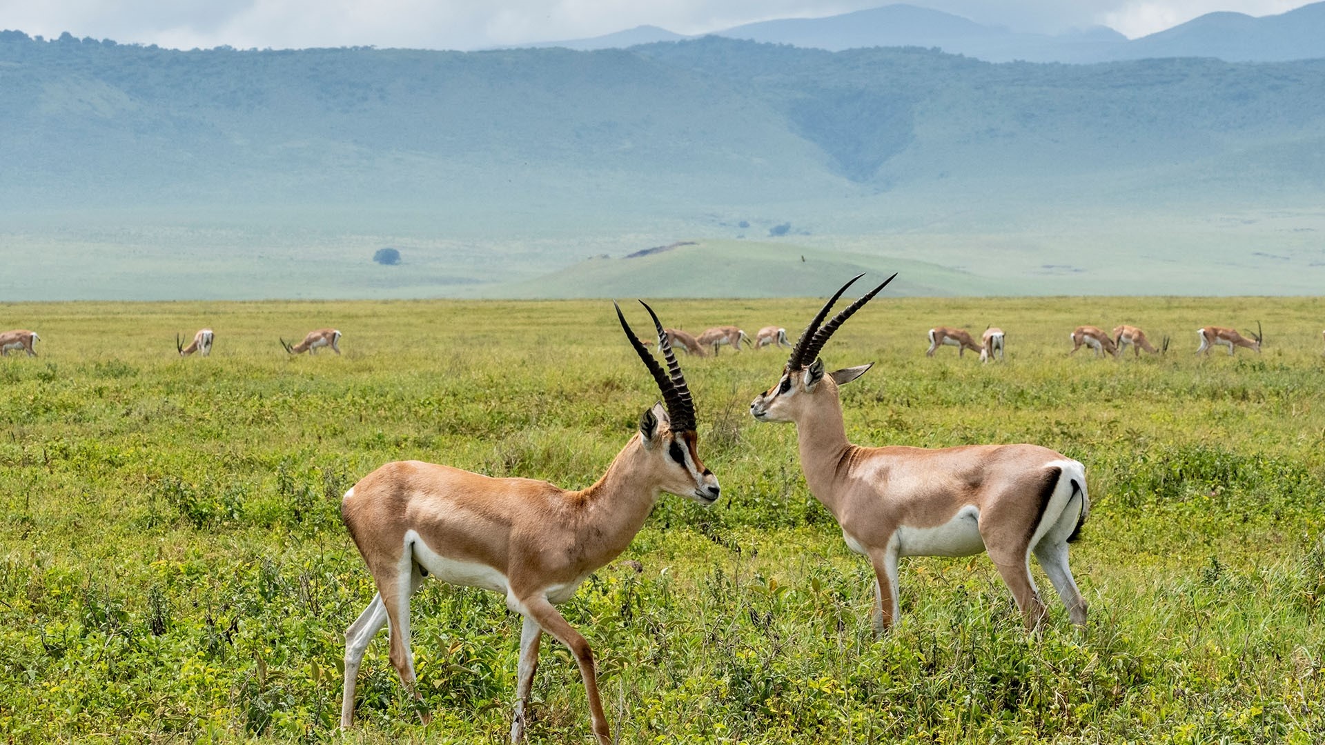 HD wallpaper, Ngorongoro Crater, 1920X1080 Full Hd Desktop, Adult Male Grants Gazelles, Tanzania, Desktop 1080P Ngorongoro Crater Wallpaper
