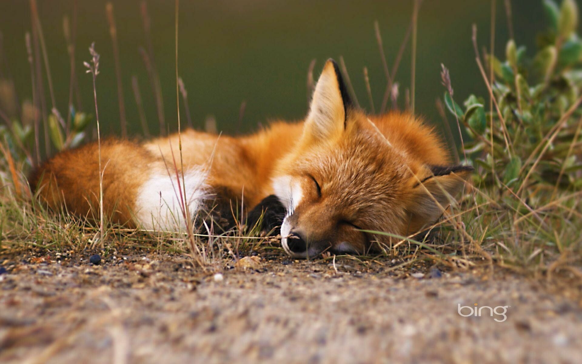 HD wallpaper, Desktop Hd Fox Background Image, Wholesome Cuteness, Irresistibly Charming, Adorable And Endearing, 1920X1200 Hd Desktop, Cute Red Fox