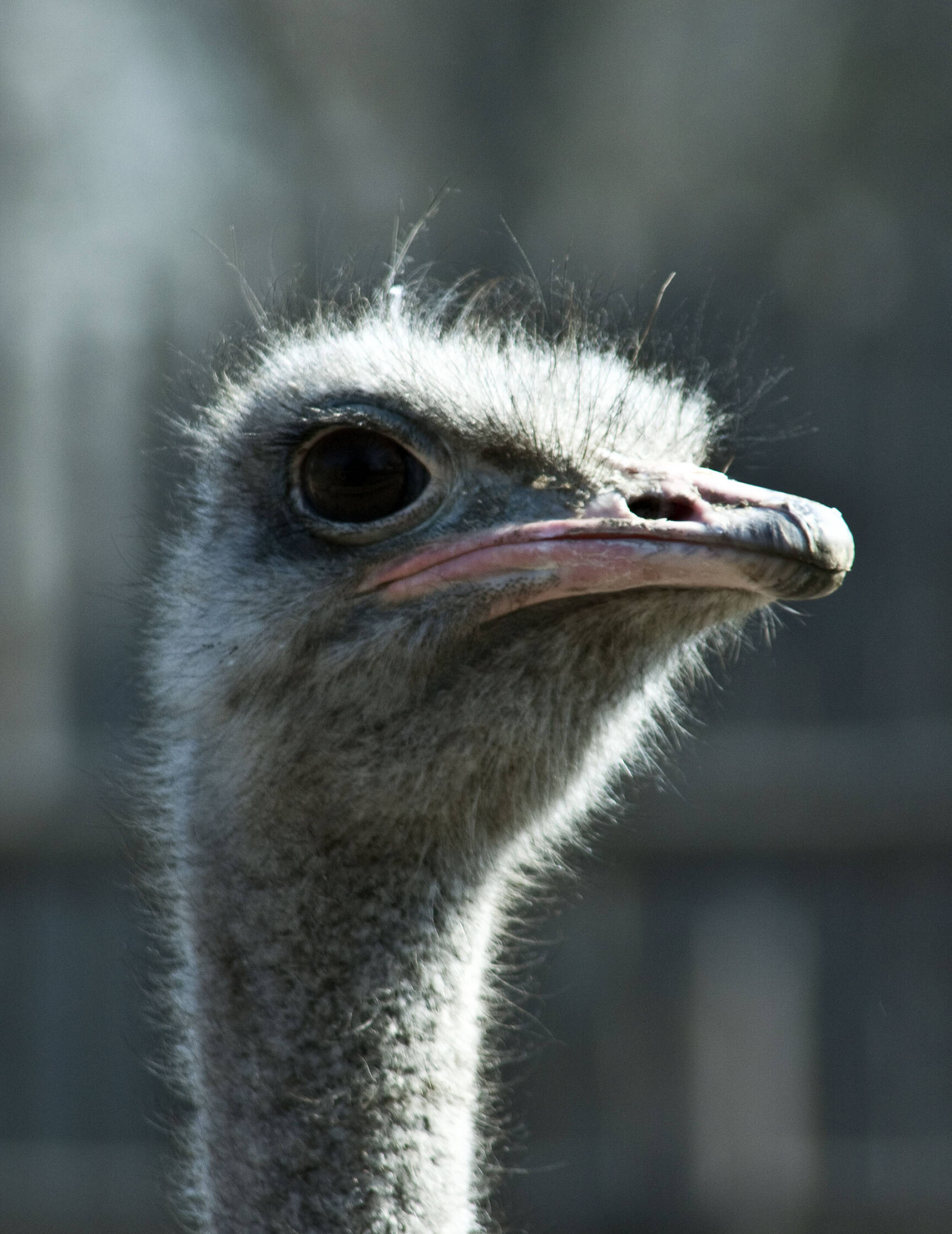 HD wallpaper, Free Pictures, Creative Commons License, Kyiv Zoo, 1920X2490 Hd Phone, Phone Hd Ostrich Background Photo, Ostrich Image Gallery