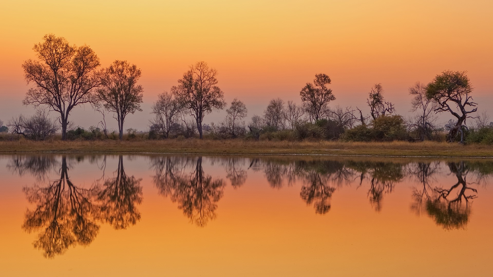 HD wallpaper, Windows 10 Spotlight, African Sunrise, Dawn In Okavango Delta, 1920X1080 Full Hd Desktop, Desktop 1080P Botswana Wallpaper Image, Moremi Game Reserve