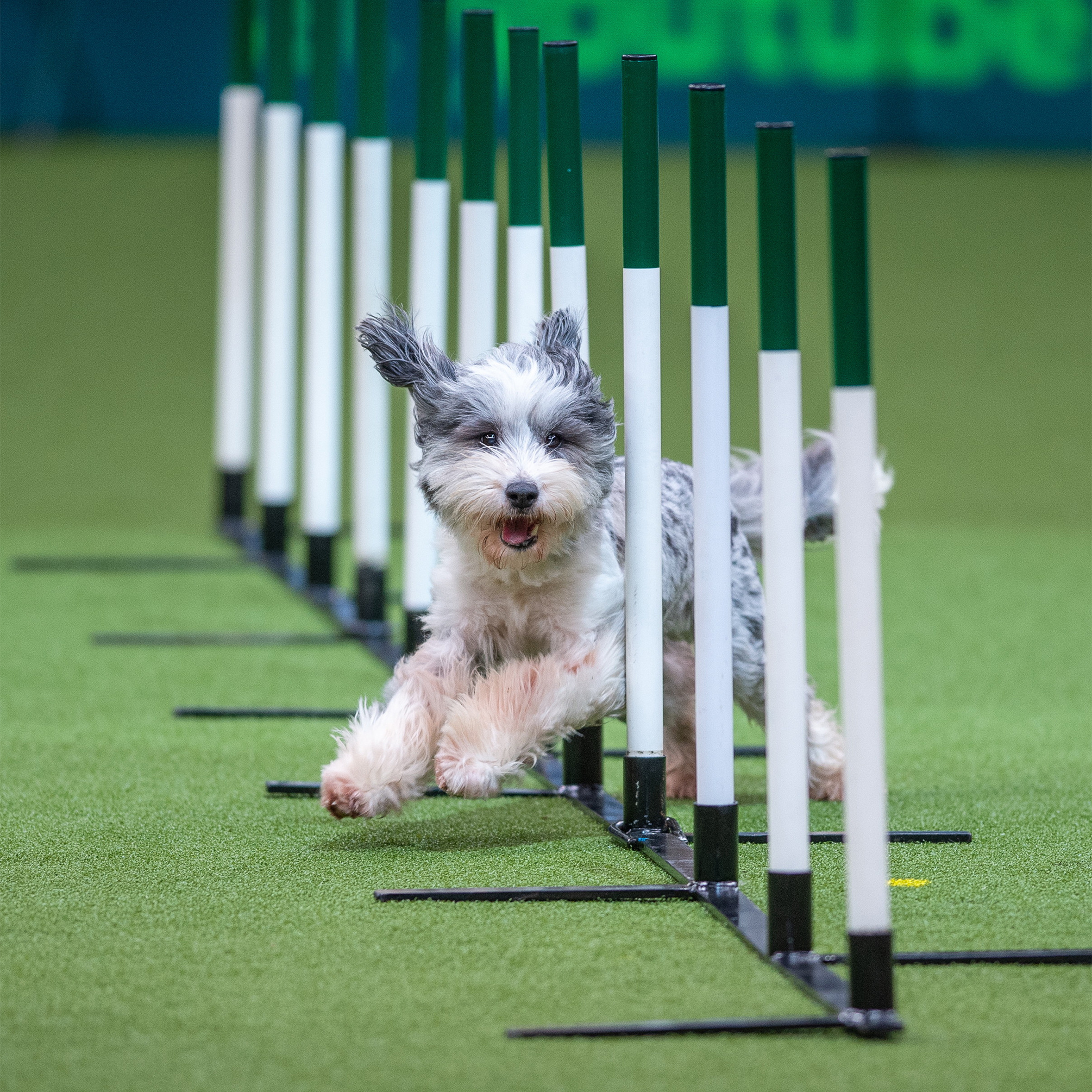 HD wallpaper, Mobile Hd Dog Sports Background Image, Event Competitions, 2010X2010 Hd Phone, Crufts Dog Show, Greatest Dog Show
