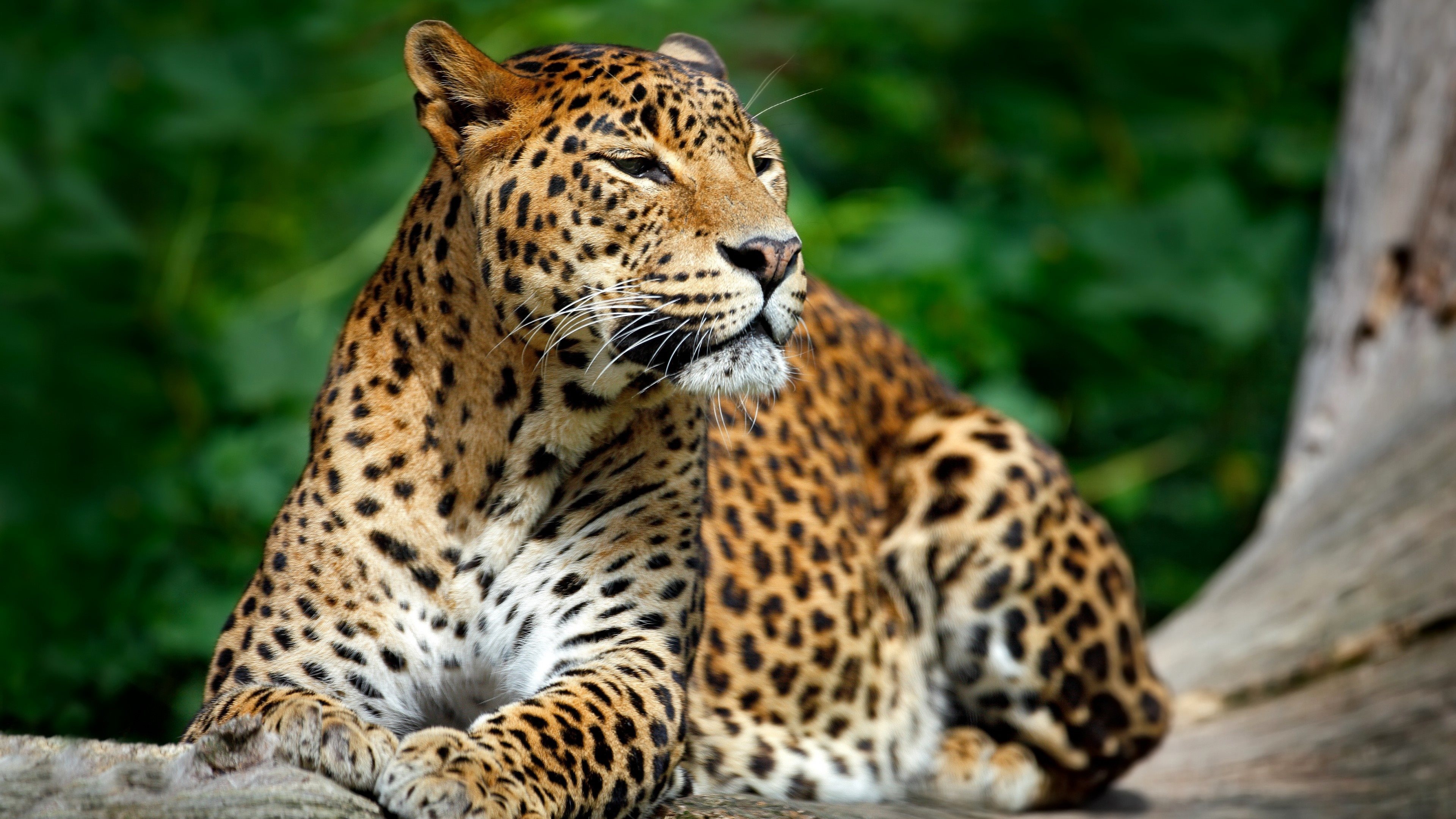 HD wallpaper, Desktop 4K Leopard Background Photo, High Quality Pictures, 3840X2160 4K Desktop, Leopard Wildlife Predators
