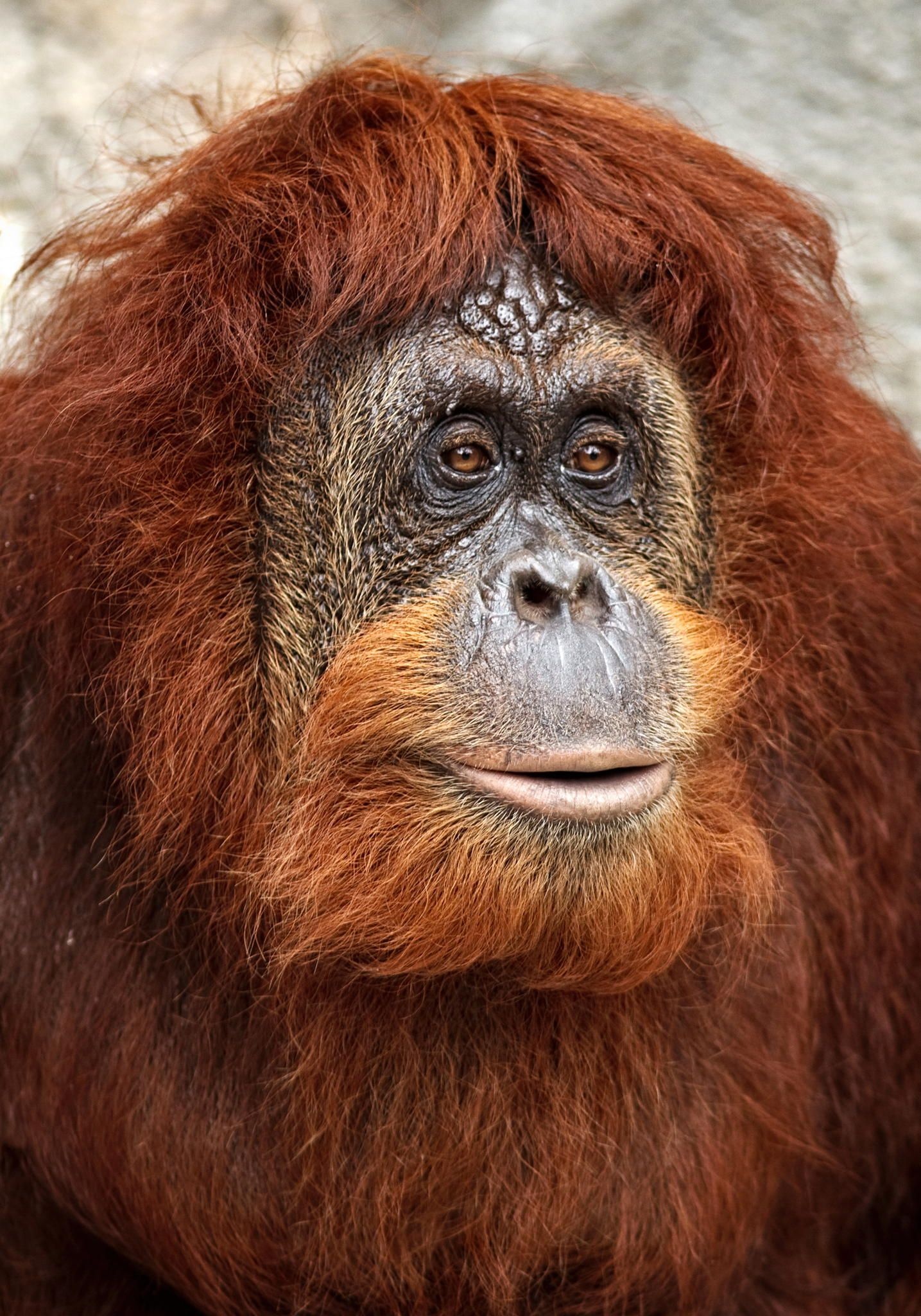 HD wallpaper, 1440X2050 Hd Phone, Orangutan By Roberto Adrian, Breathtaking Photography, Mobile Hd Orangutan Wallpaper Photo, Primates, Rare Animals