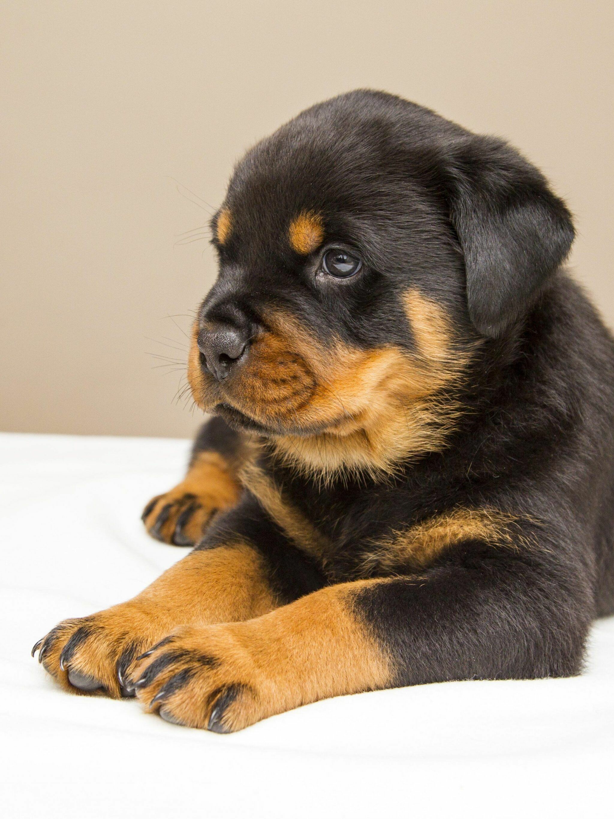 HD wallpaper, 2050X2740 Hd Phone, Phone Hd Puppy Background, Dog Breed, Puppy Wallpapers, Rottweiler Puppy, Cute Animal