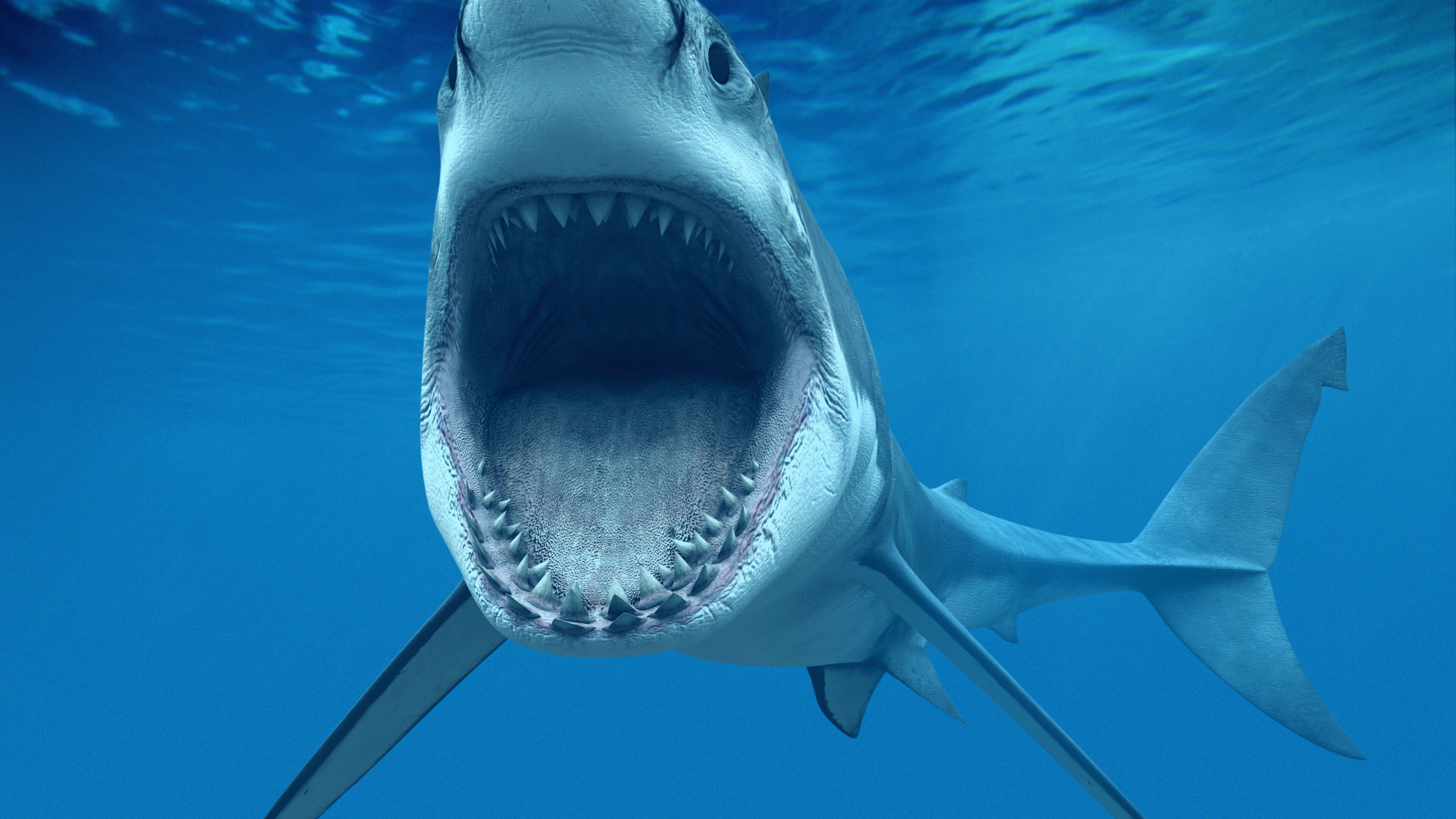 HD wallpaper, Underwater Sharks, Desktop 4K Shark Wallpaper Photo, Dangerous Predators, King Of The Sea, 4K Background Image, 3840X2160 4K Desktop
