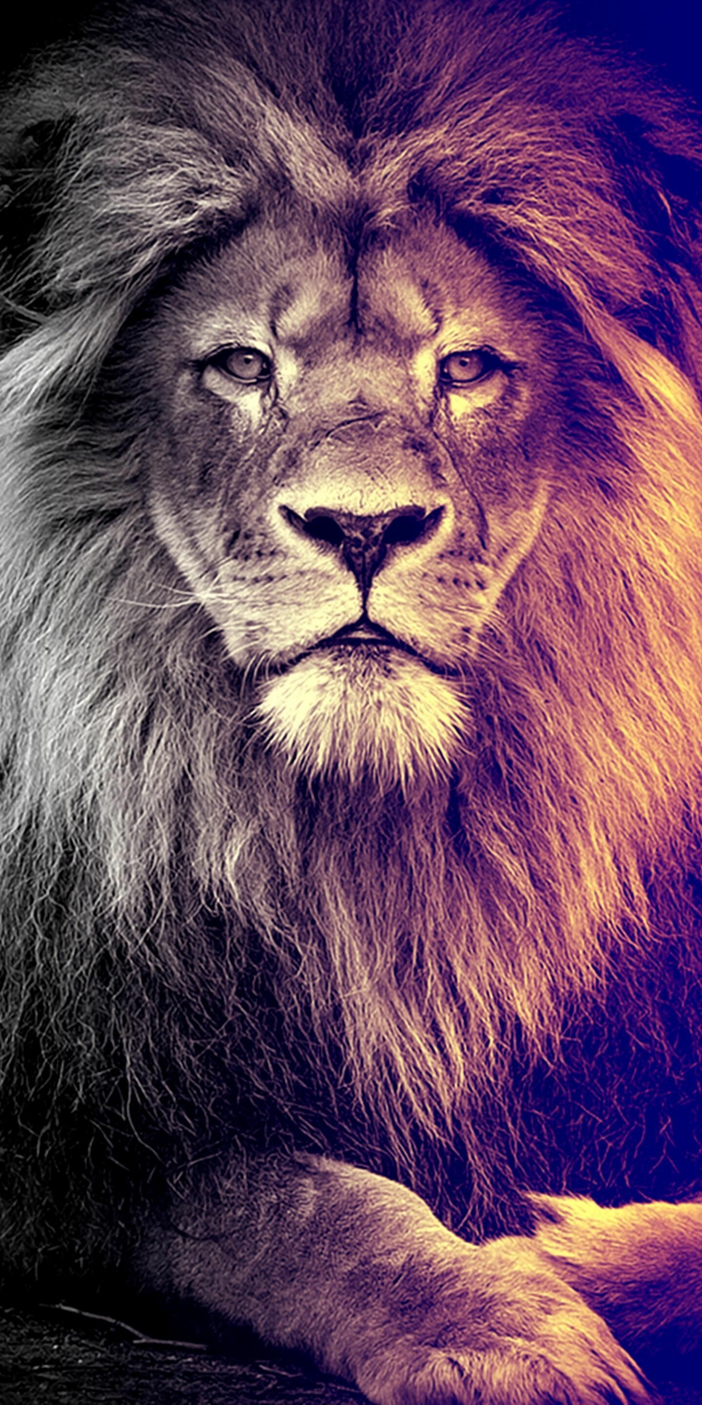 HD wallpaper, Urban Style, Hip Hop Inspiration, Iphone Hd Lion Wallpaper Image, 1440X2880 Hd Phone, Dope Lion Wallpapers, Artistic Expression