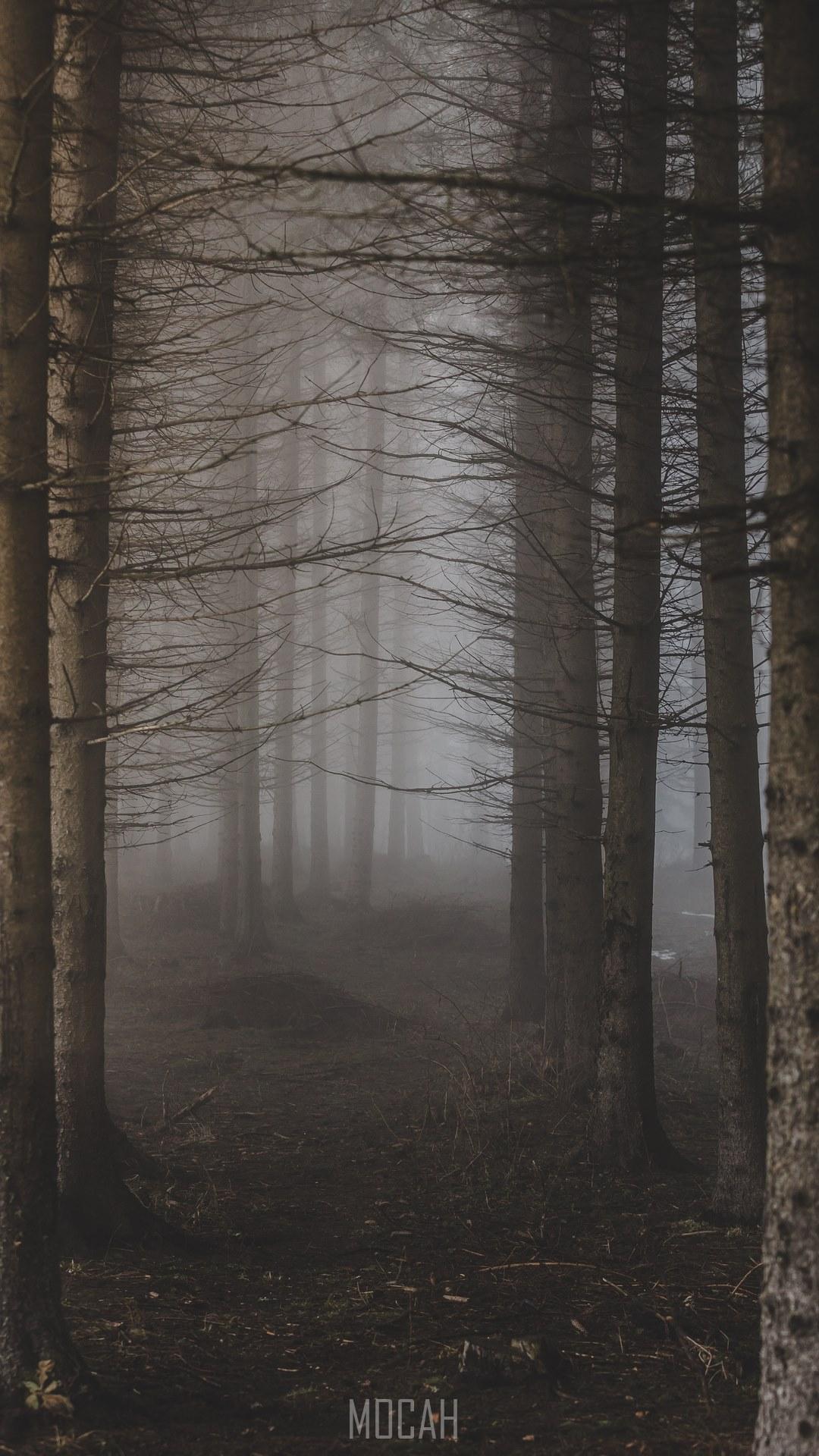 HD wallpaper, Fables And Fairy Tales, 1080X1920, A Pale Shot Of A Misty Forest Path, Nokia 6 2018 Wallpaper Full Hd