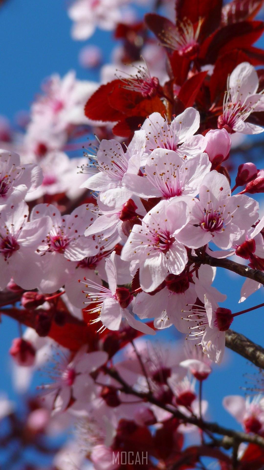 HD wallpaper, Almond Blossom Cherry Blossom Japanese Cherry Trees, 1080X1920, Motorola Moto G5 Full Hd Wallpaper