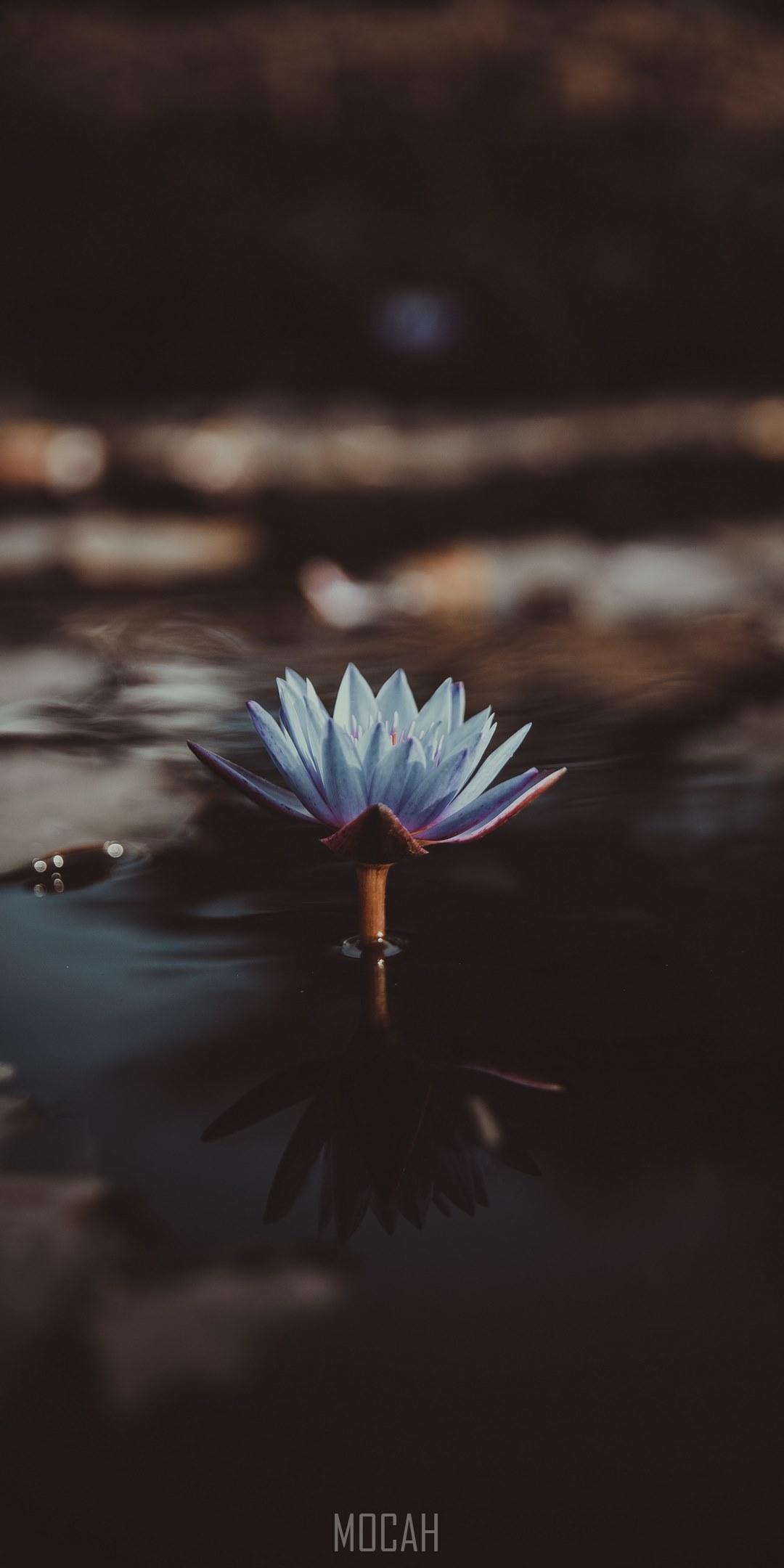 HD wallpaper, Scared To Be Lonely, A Light Violet Water Lily Jutting Out From The Surface Of Water, 1080X2160, Xiaomi Redmi Note 5 Plus Full Hd Wallpaper
