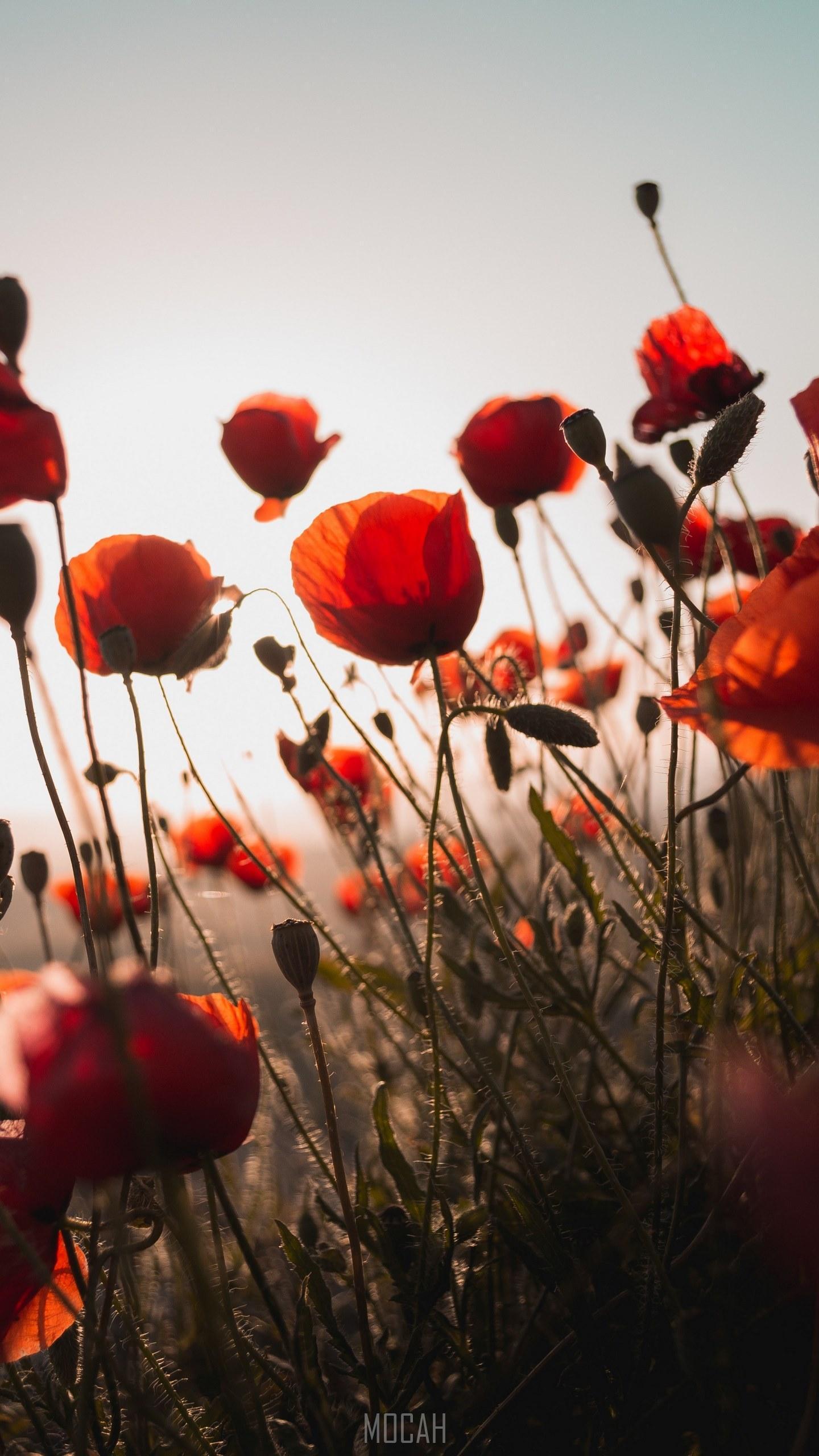 HD wallpaper, A Group Of Red Wildflowers, Poppies, 1440X2560, Htc 10 Evo Wallpaper 1080P