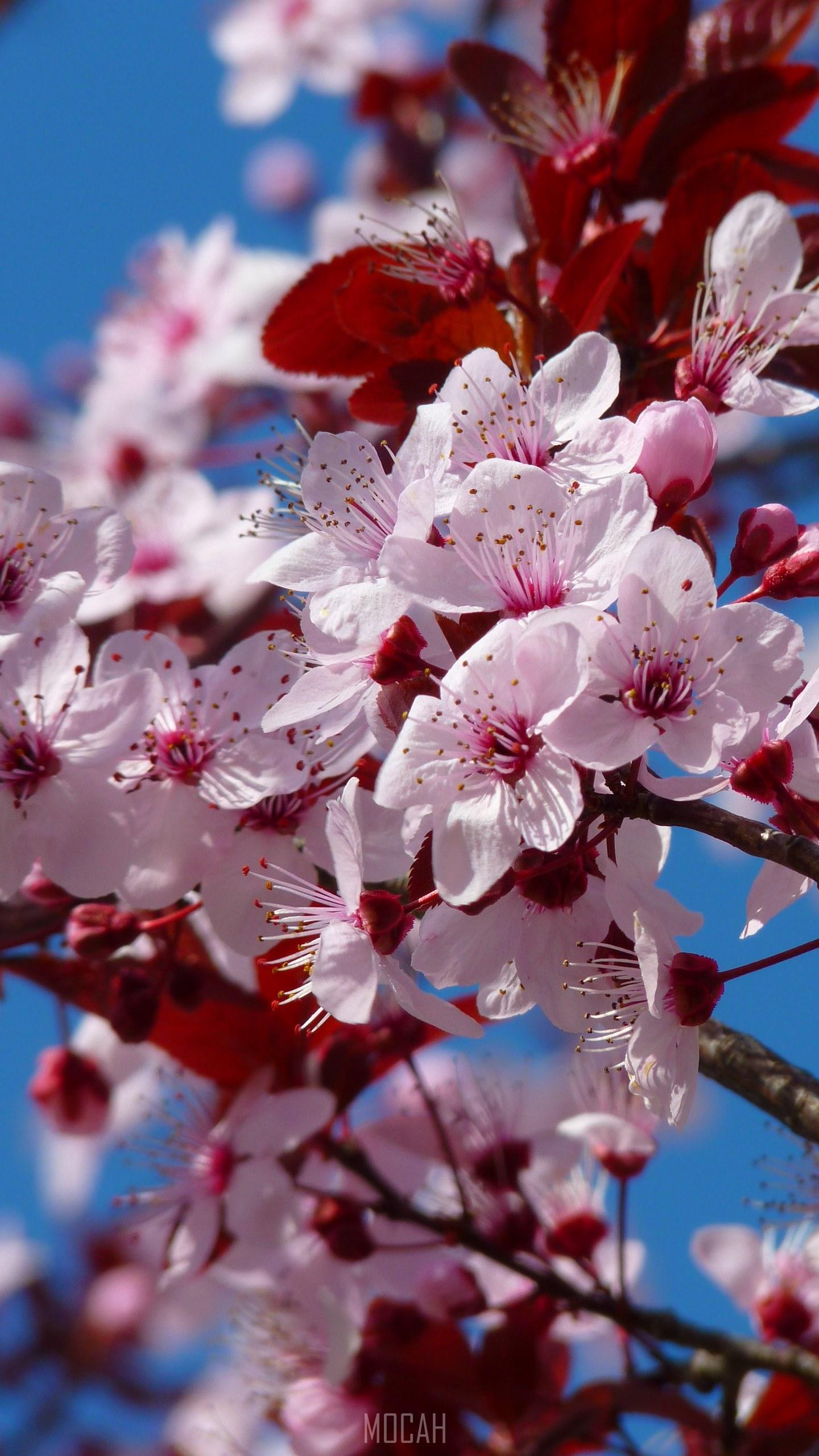 HD wallpaper, 1440X2560, Huawei Honor V10 Wallpaper Free Download, Almond Blossom Cherry Blossom Japanese Cherry Trees