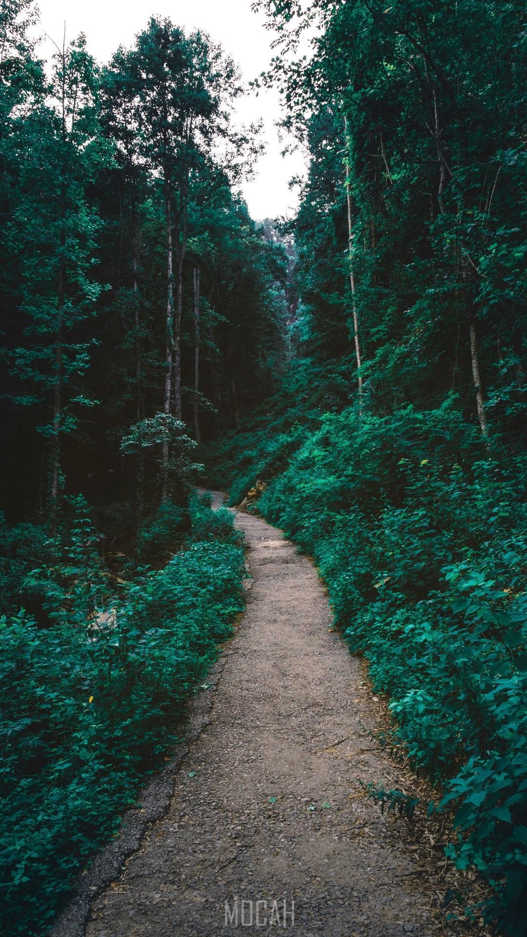 HD wallpaper, Riding On The Rolling Tide, A Dirt Path Through A Verdant Forest In Amicalola Falls State Park, Sony Xperia Xa1 Ultra Wallpaper Full Hd, 1080X1920