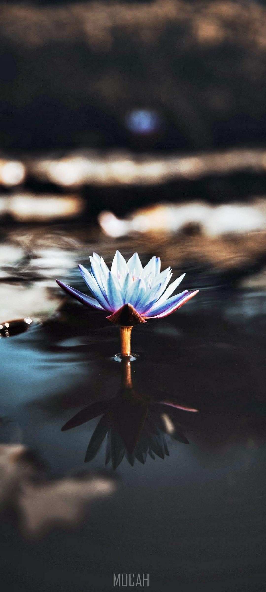 HD wallpaper, 1080X2400, Oppo Reno3 Vitality Background Hd, Scared To Be Lonely, A Light Violet Water Lily Jutting Out From The Surface Of Water