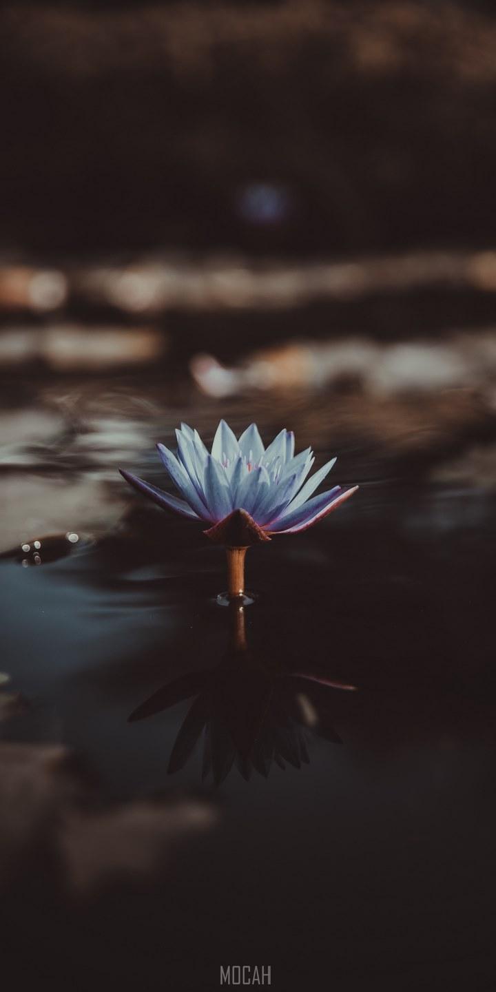 HD wallpaper, 720X1440, A Light Violet Water Lily Jutting Out From The Surface Of Water, Nokia 3, Scared To Be Lonely