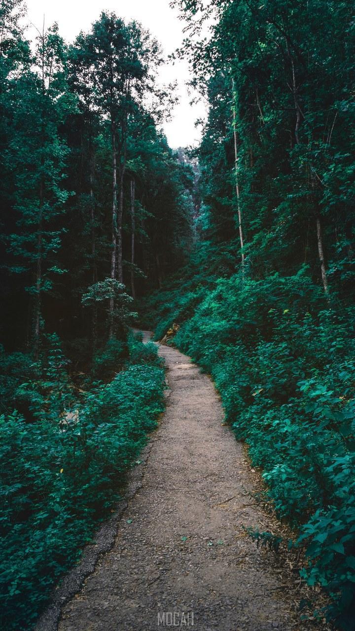 HD wallpaper, 720X1280, Riding On The Rolling Tide, A Dirt Path Through A Verdant Forest In Amicalola Falls State Park, Huawei Y7 Prime Wallpaper Free Download