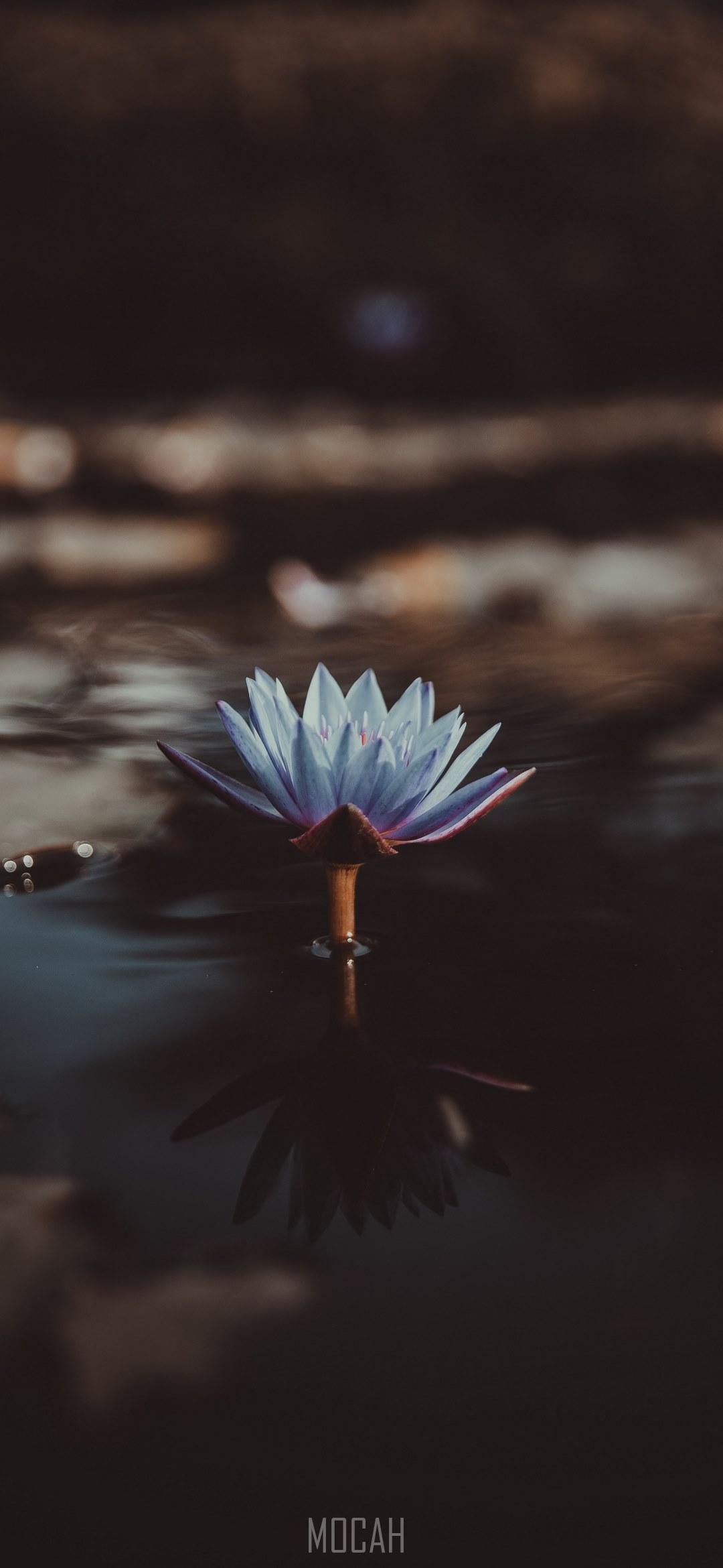HD wallpaper, Oppo Find X Wallpaper Full Hd, A Light Violet Water Lily Jutting Out From The Surface Of Water, 1080X2340, Scared To Be Lonely