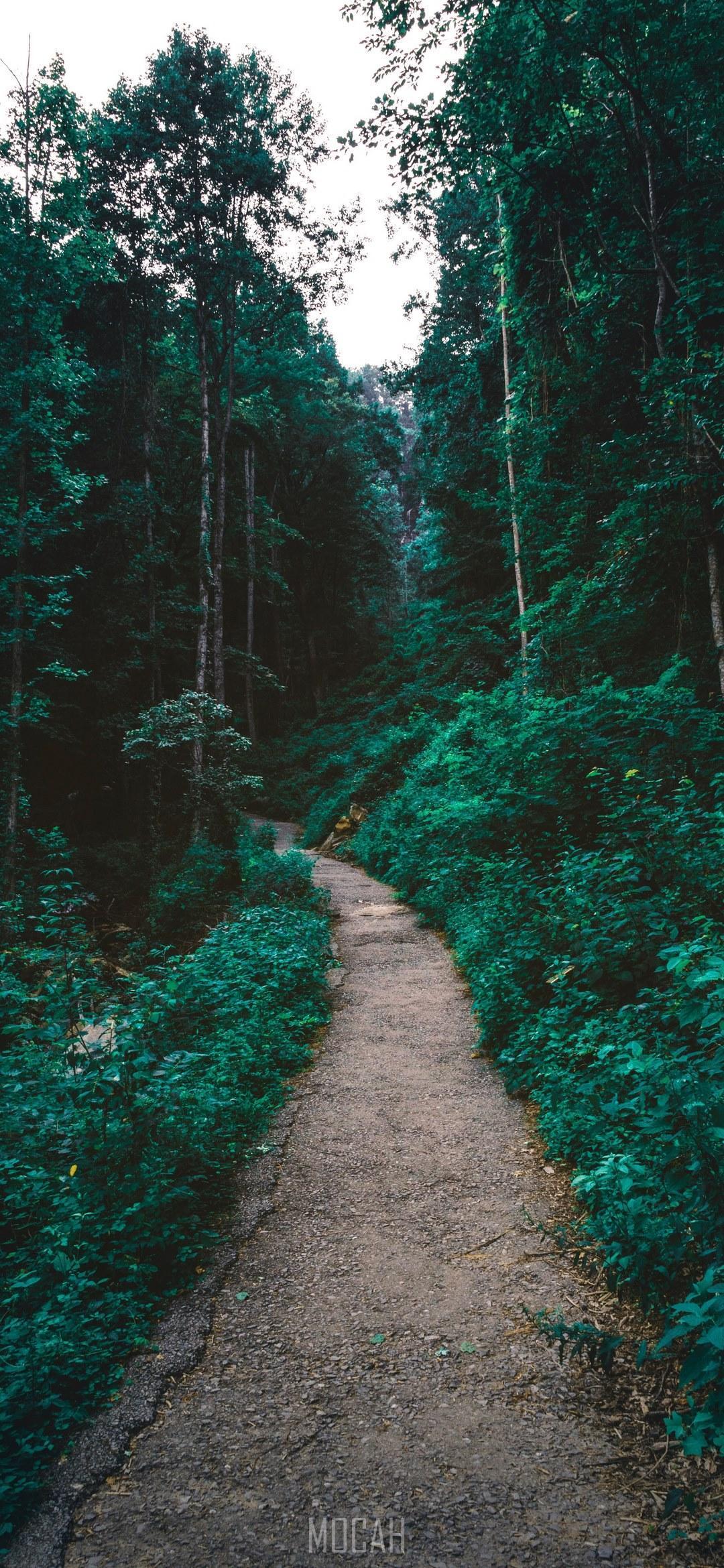 HD wallpaper, A Dirt Path Through A Verdant Forest In Amicalola Falls State Park, Oppo Reno 2 Z Wallpaper Free Download, Riding On The Rolling Tide, 1080X2340