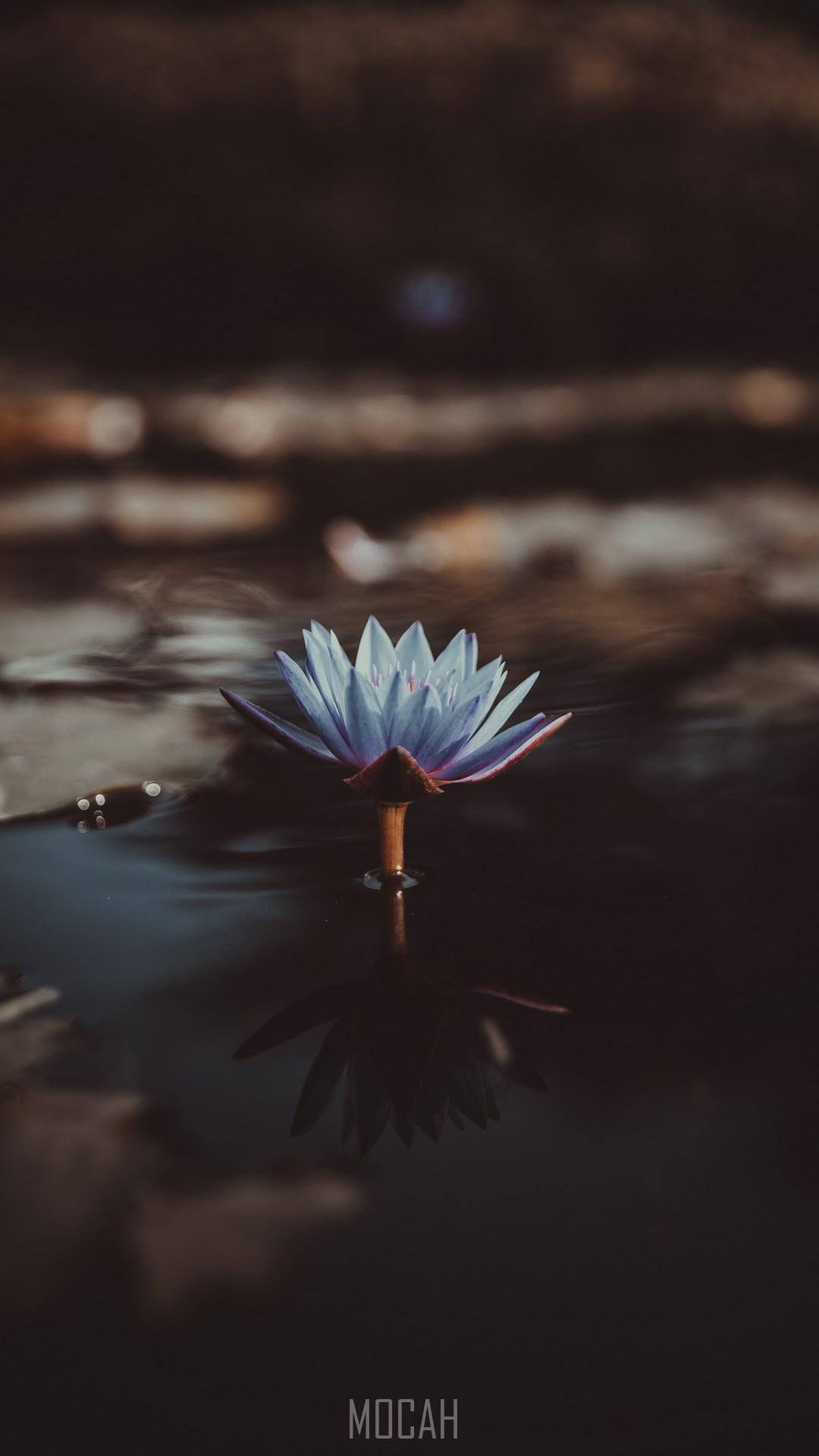 HD wallpaper, Xiaomi Mi 5X Wallpaper Full Hd, Scared To Be Lonely, A Light Violet Water Lily Jutting Out From The Surface Of Water, 1080X1920