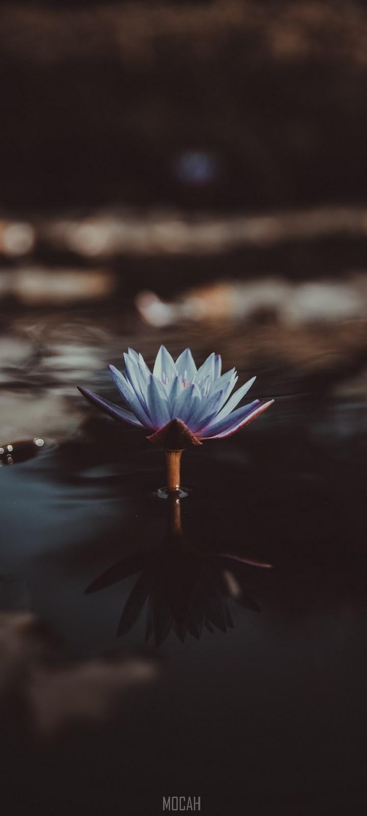 HD wallpaper, A Light Violet Water Lily Jutting Out From The Surface Of Water, Realme Narzo 10A Wallpaper Download, 720X1600, Scared To Be Lonely