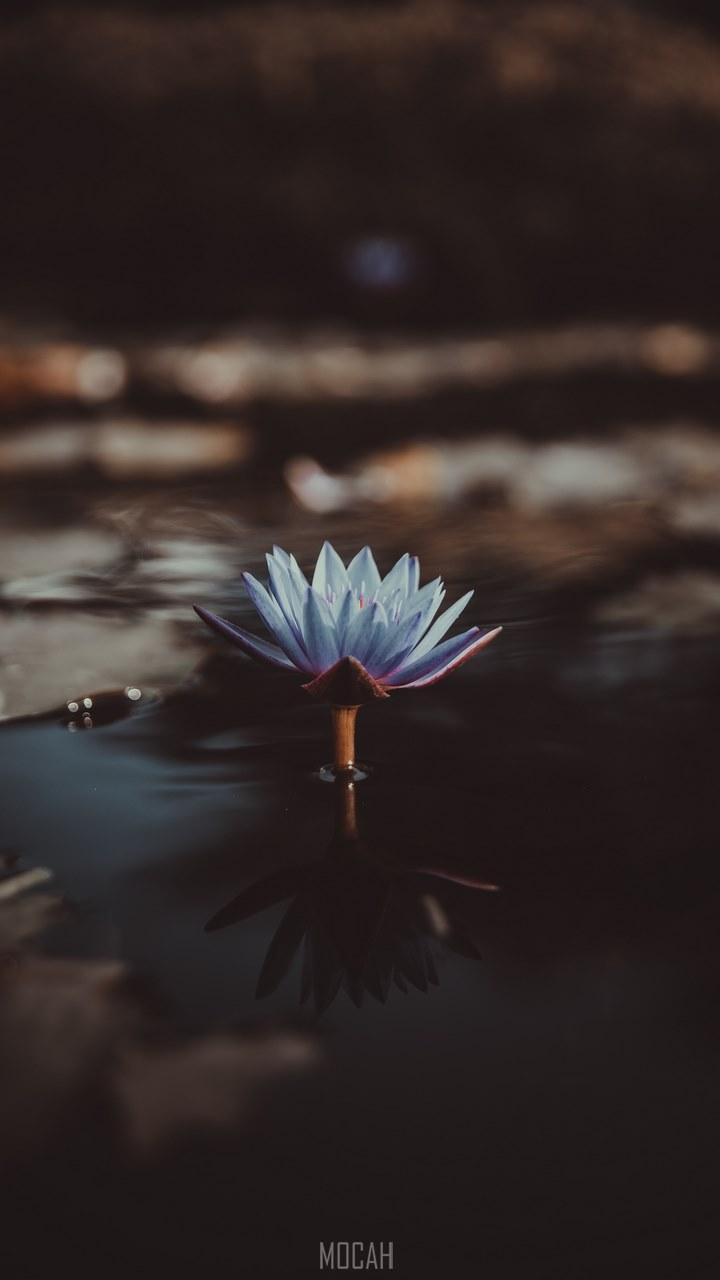 HD wallpaper, Scared To Be Lonely, Xiaomi Redmi 2 Screensaver Hd, 720X1280, A Light Violet Water Lily Jutting Out From The Surface Of Water
