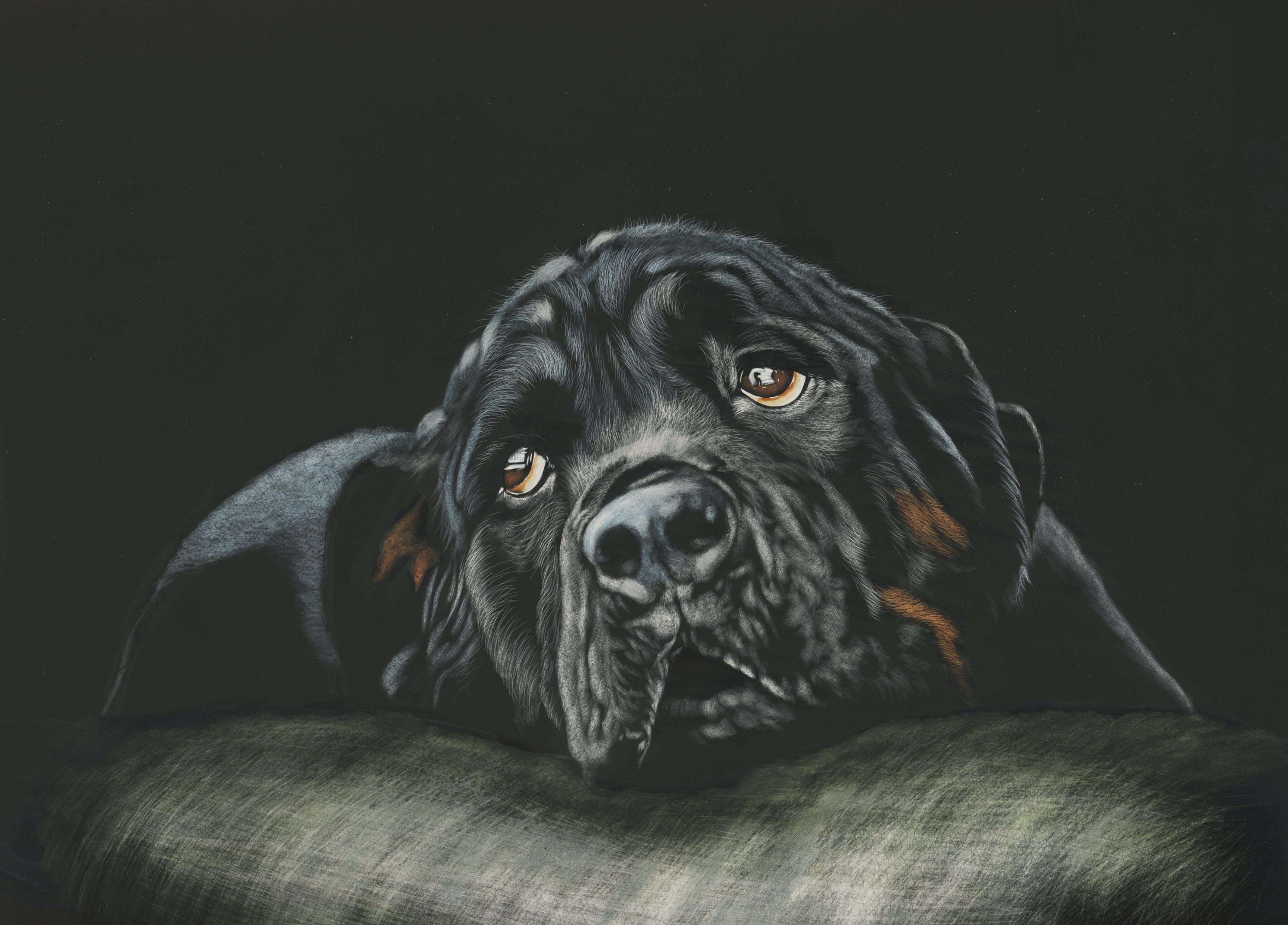 HD wallpaper, Breed Dog, Rottweiler, Black