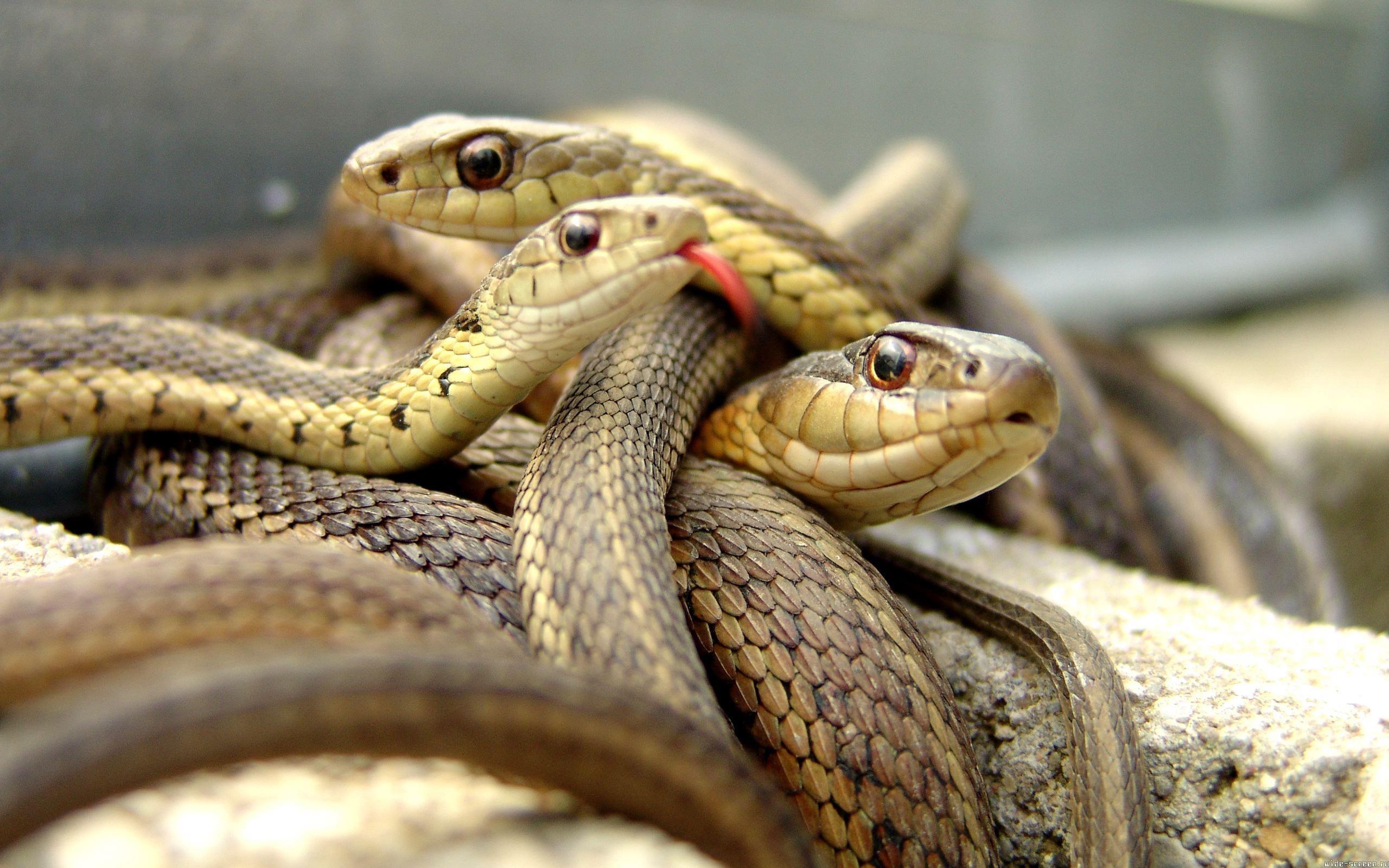 HD wallpaper, Closeup, Snakes